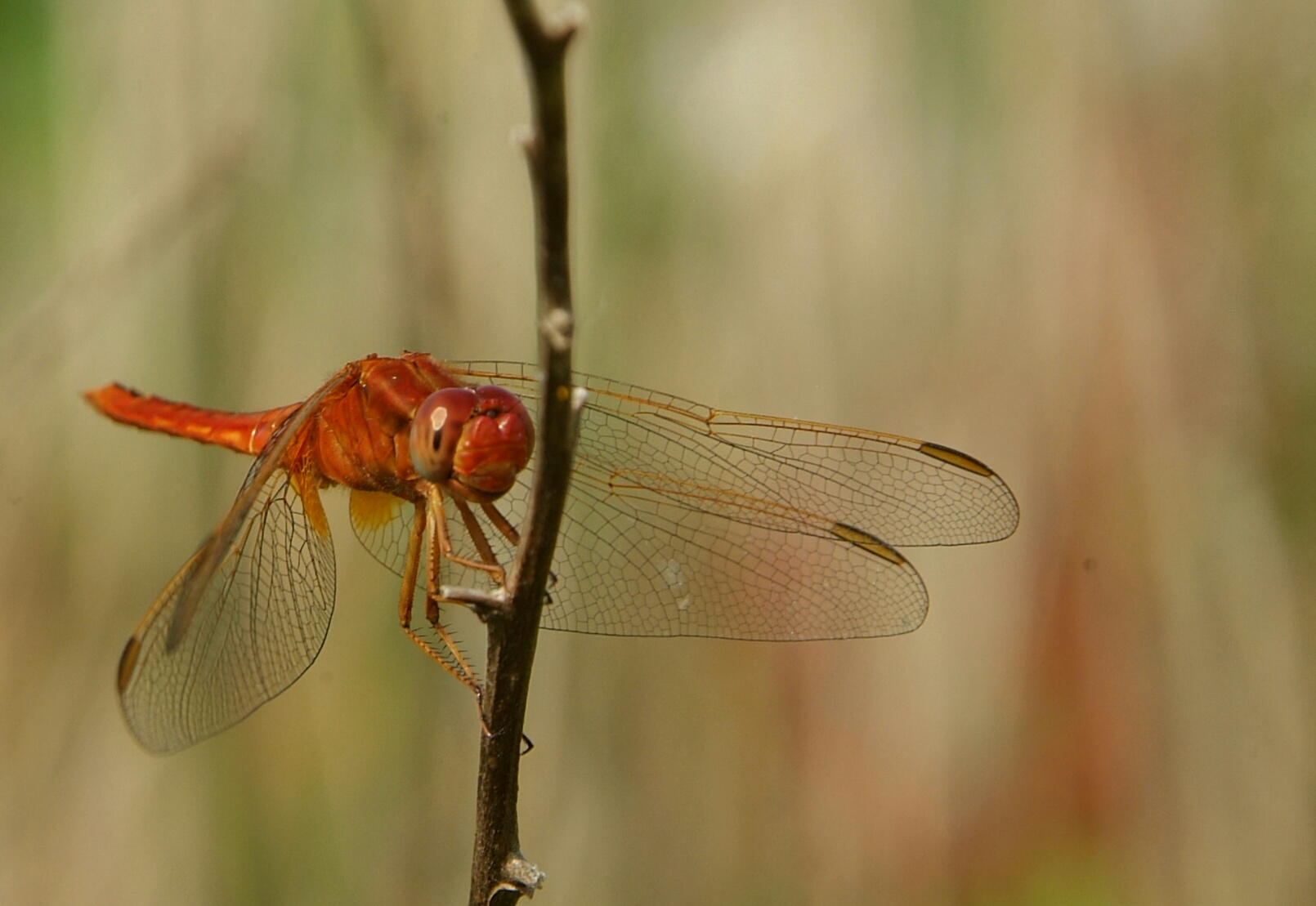 libellula