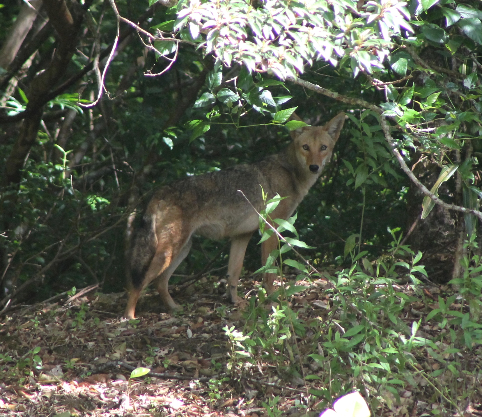 coyote
