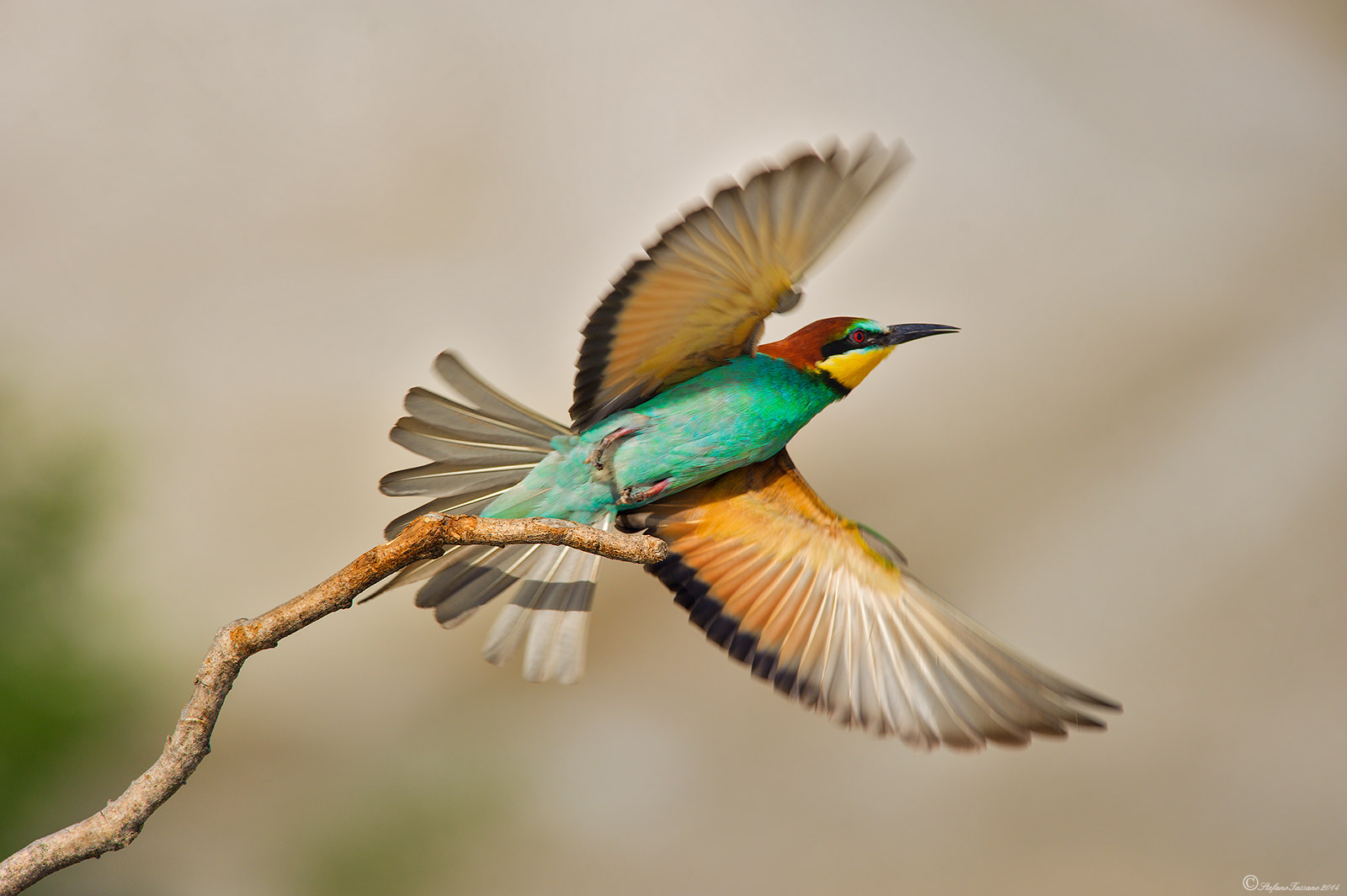 Merops apiaster
