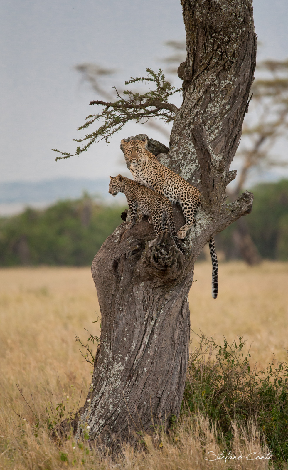 Great you become ...