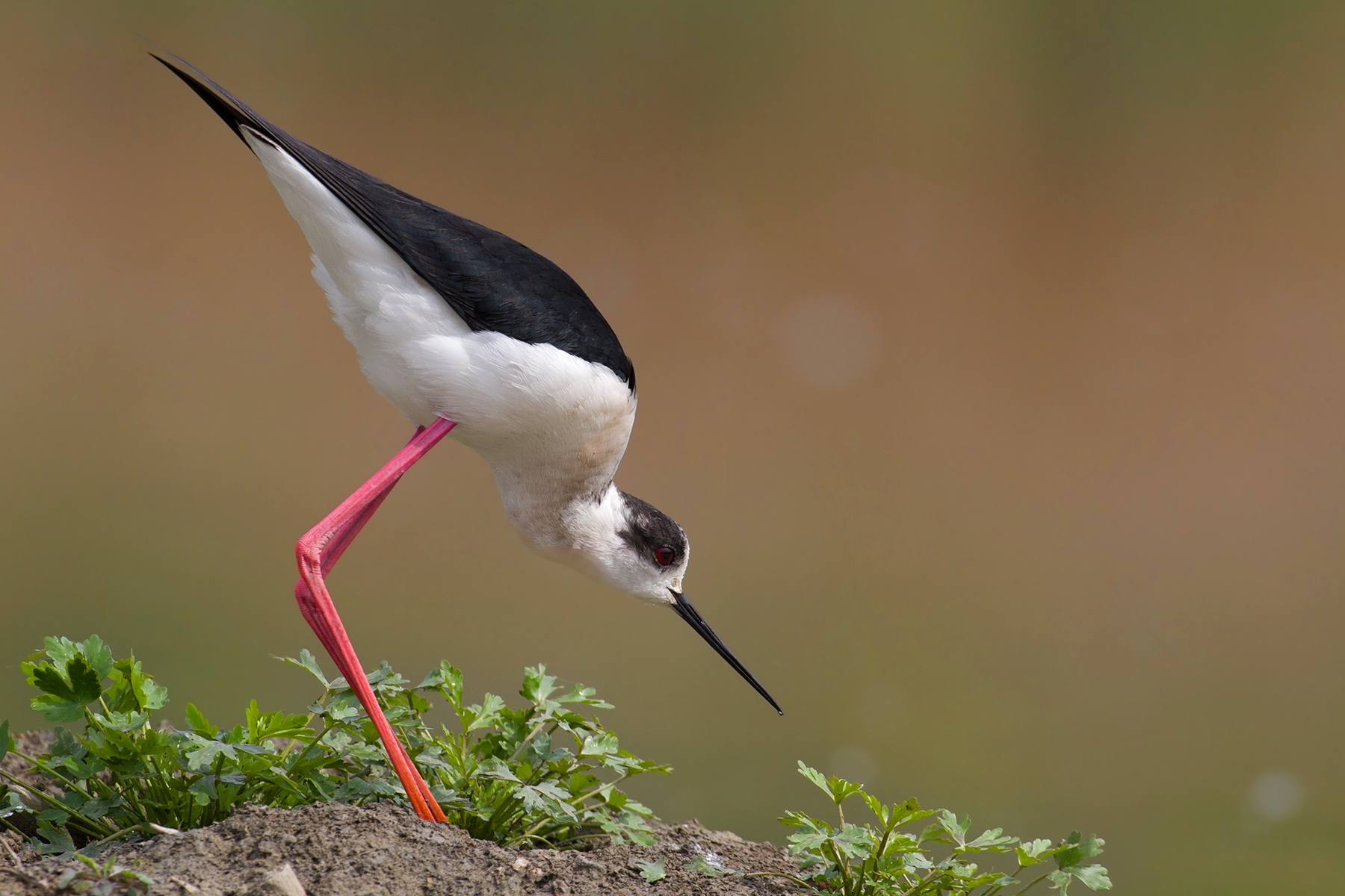 La posa del cavaliere
