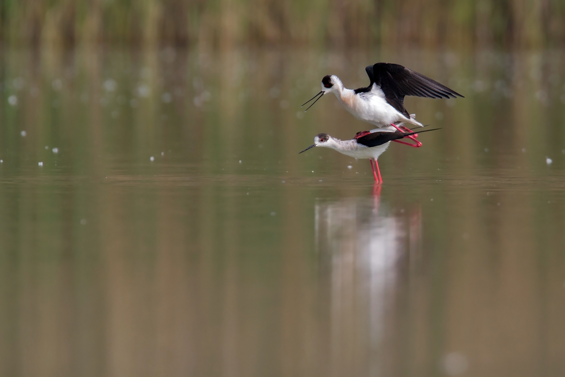 L'accoppiamento del cavaliere_1