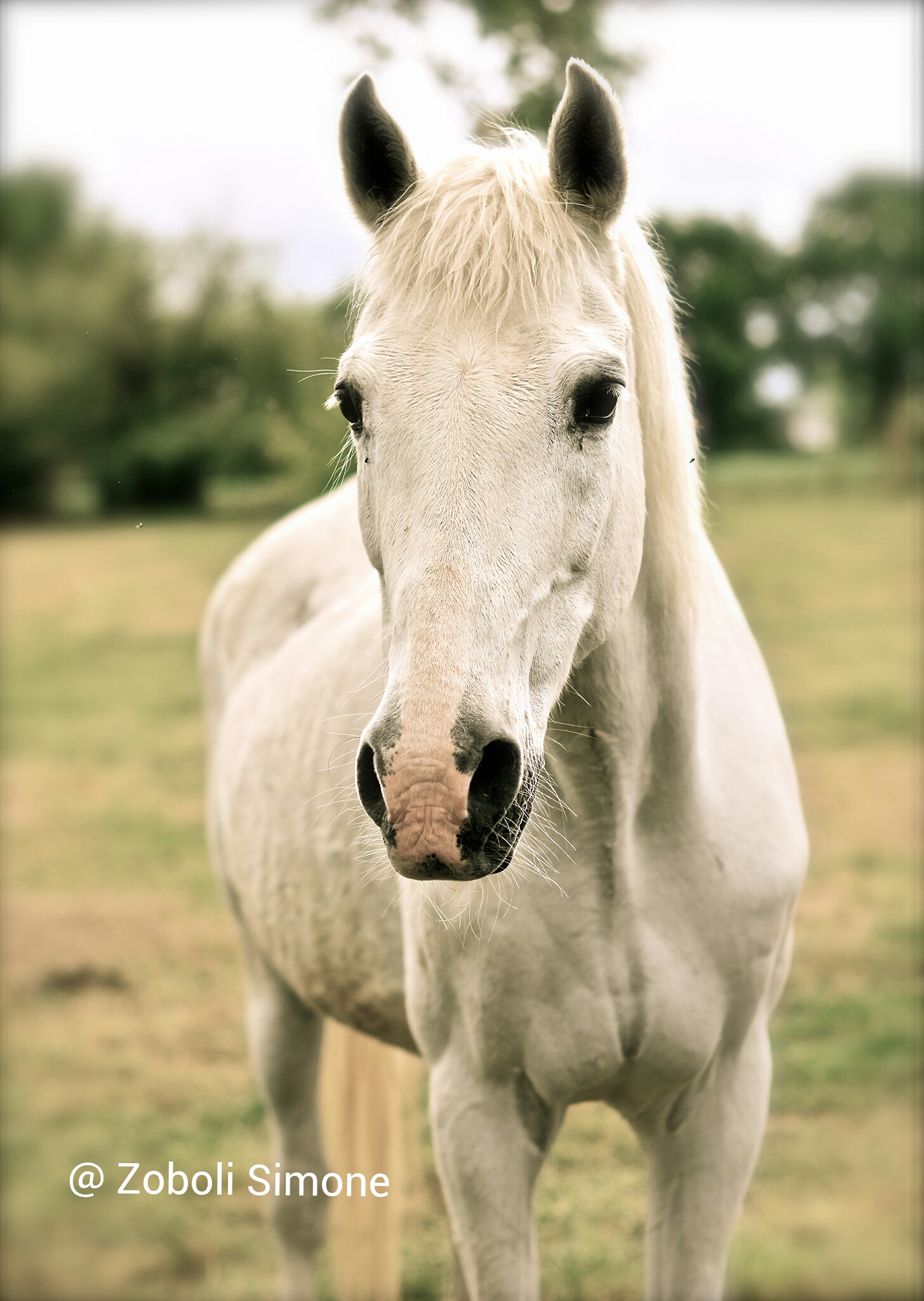 La mia Annabelle.......