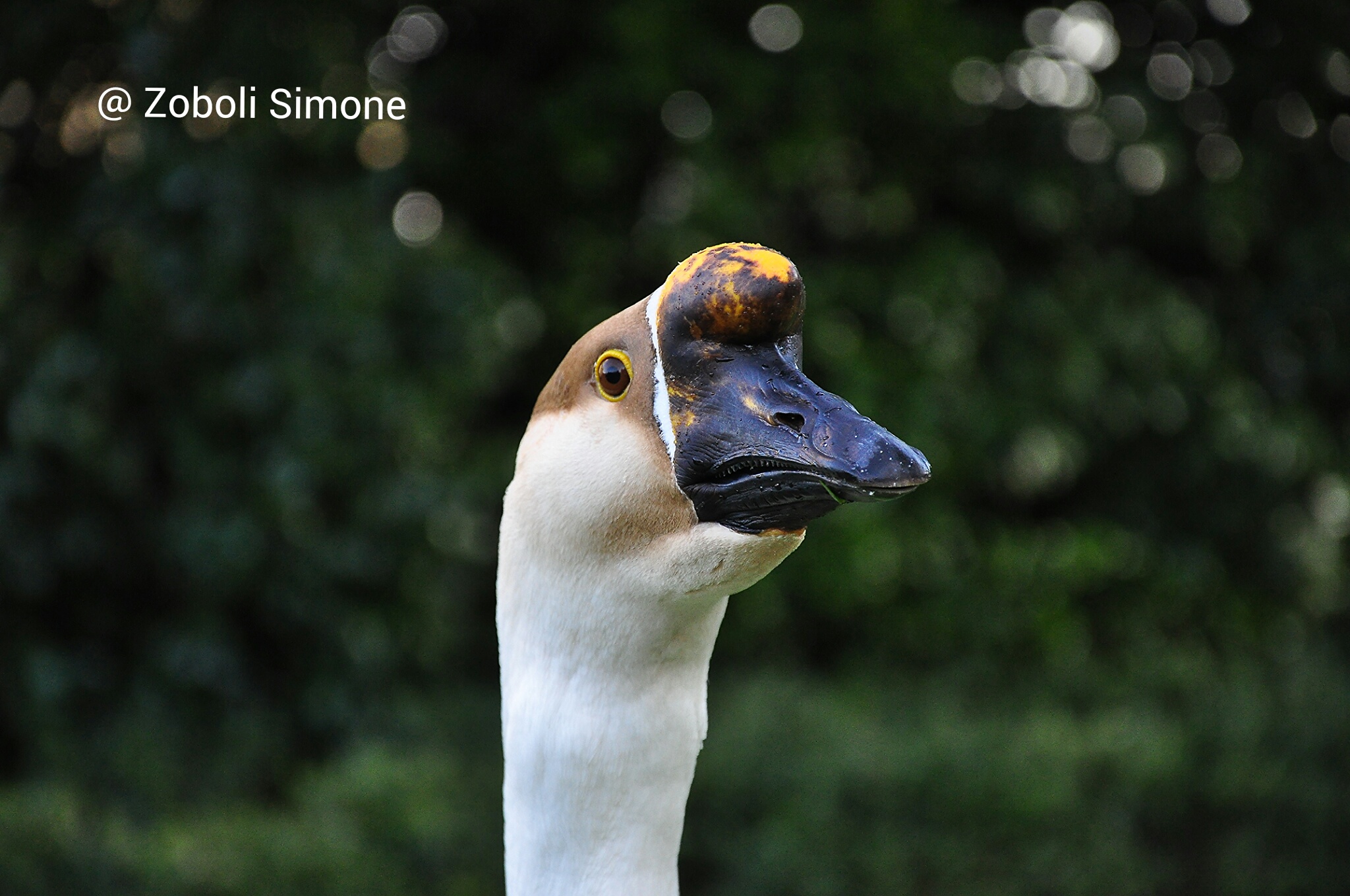 il guardiano del parco di Arenzano. .