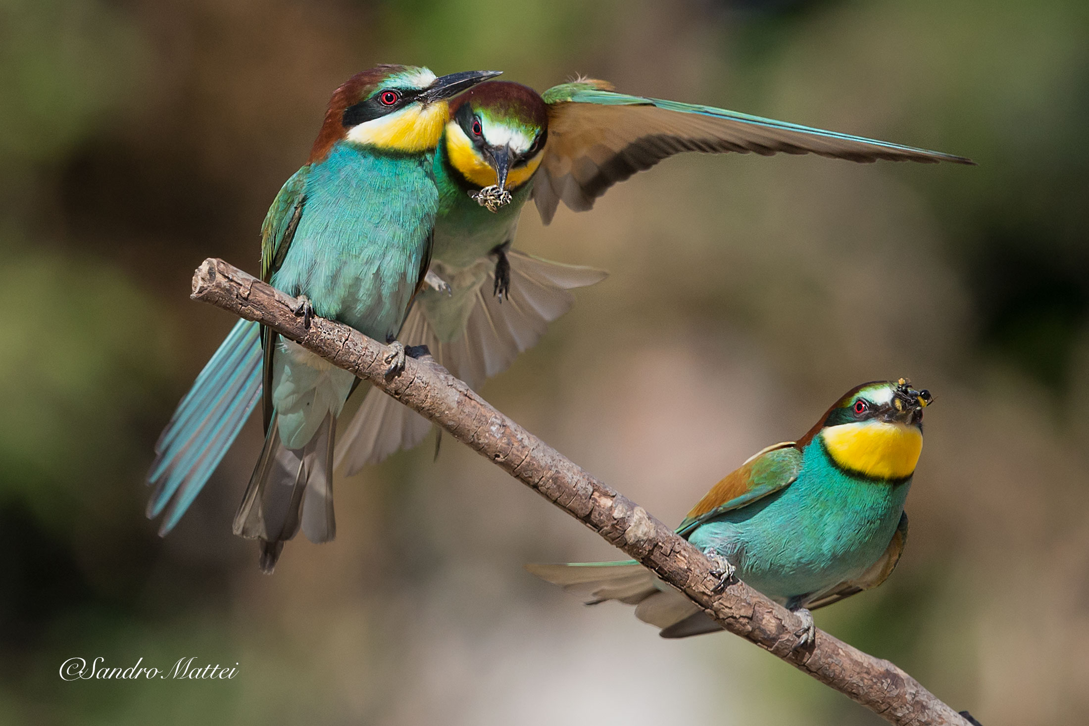 The two pretenders ... .....