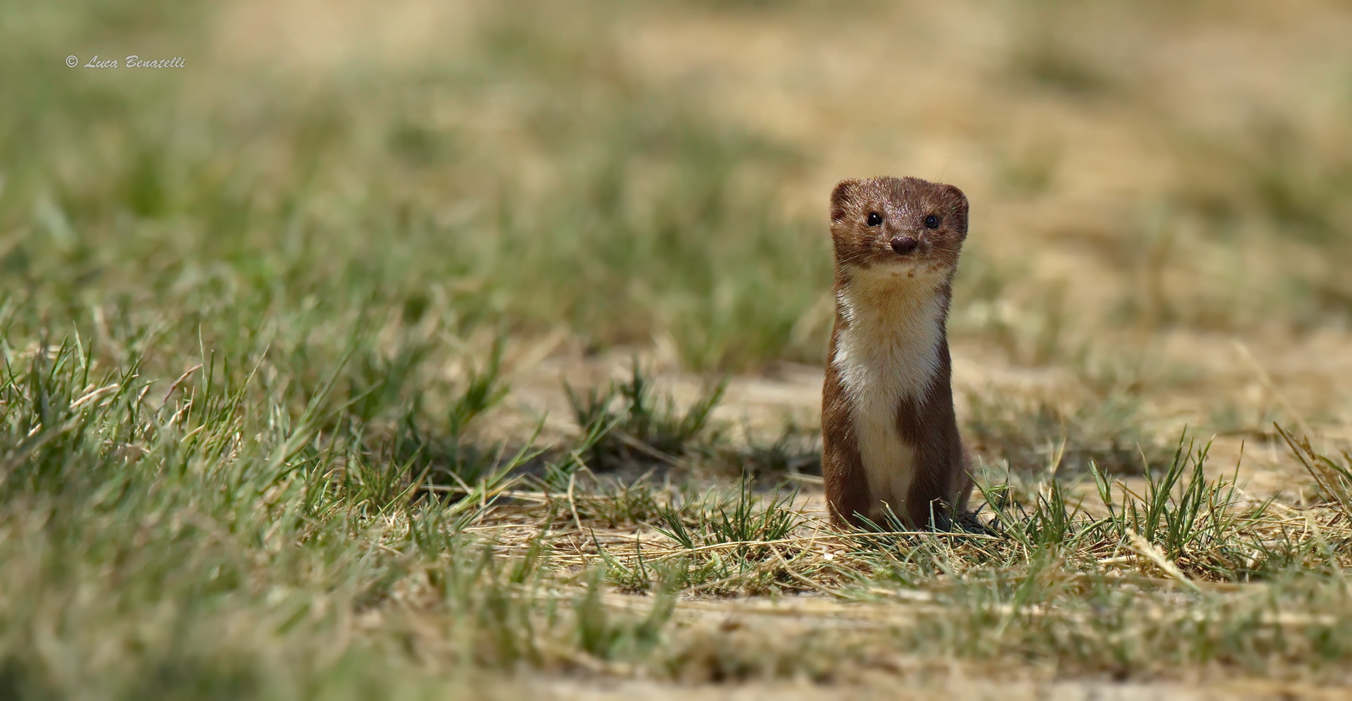 Weasel