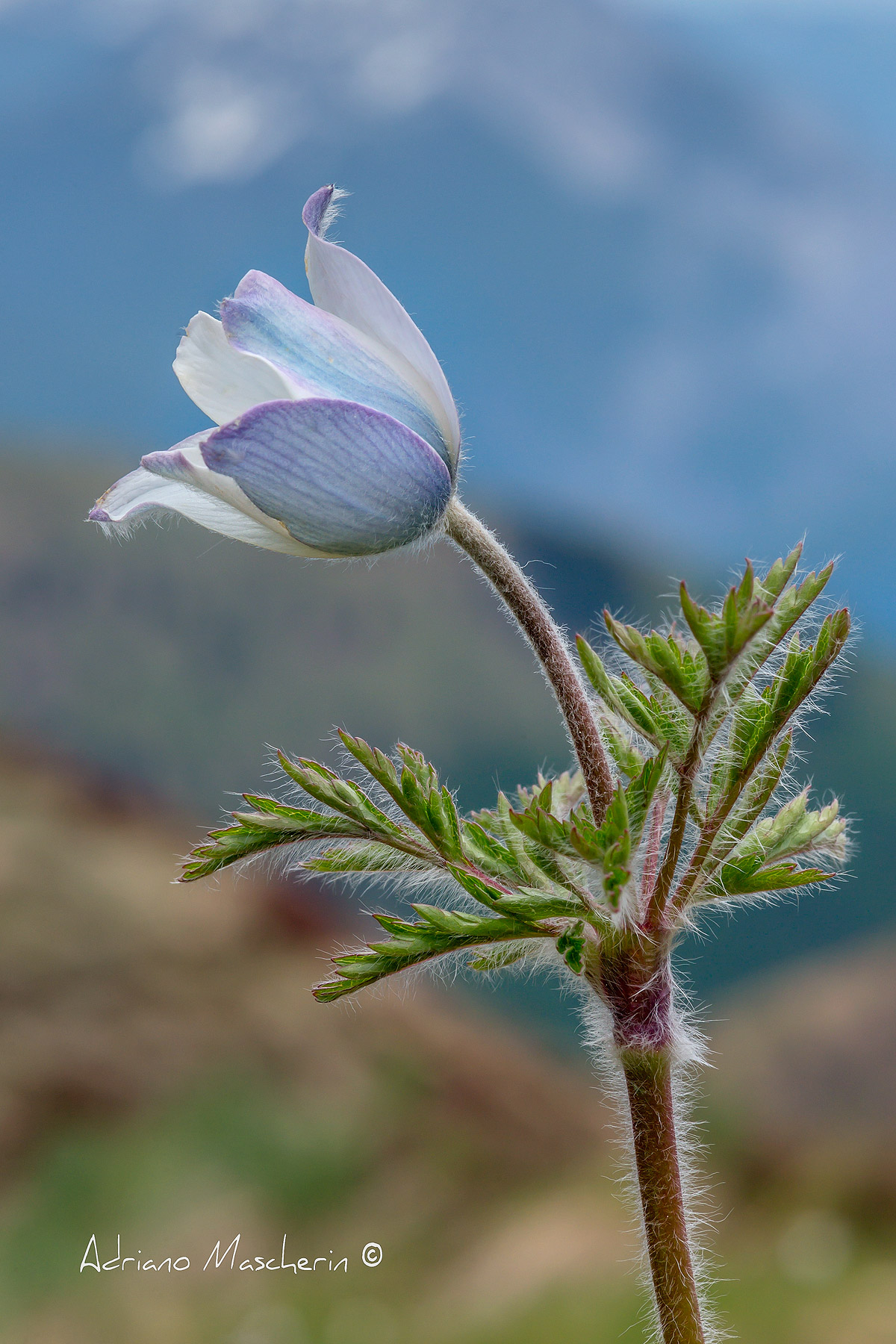 Pulsantilla Vernalis