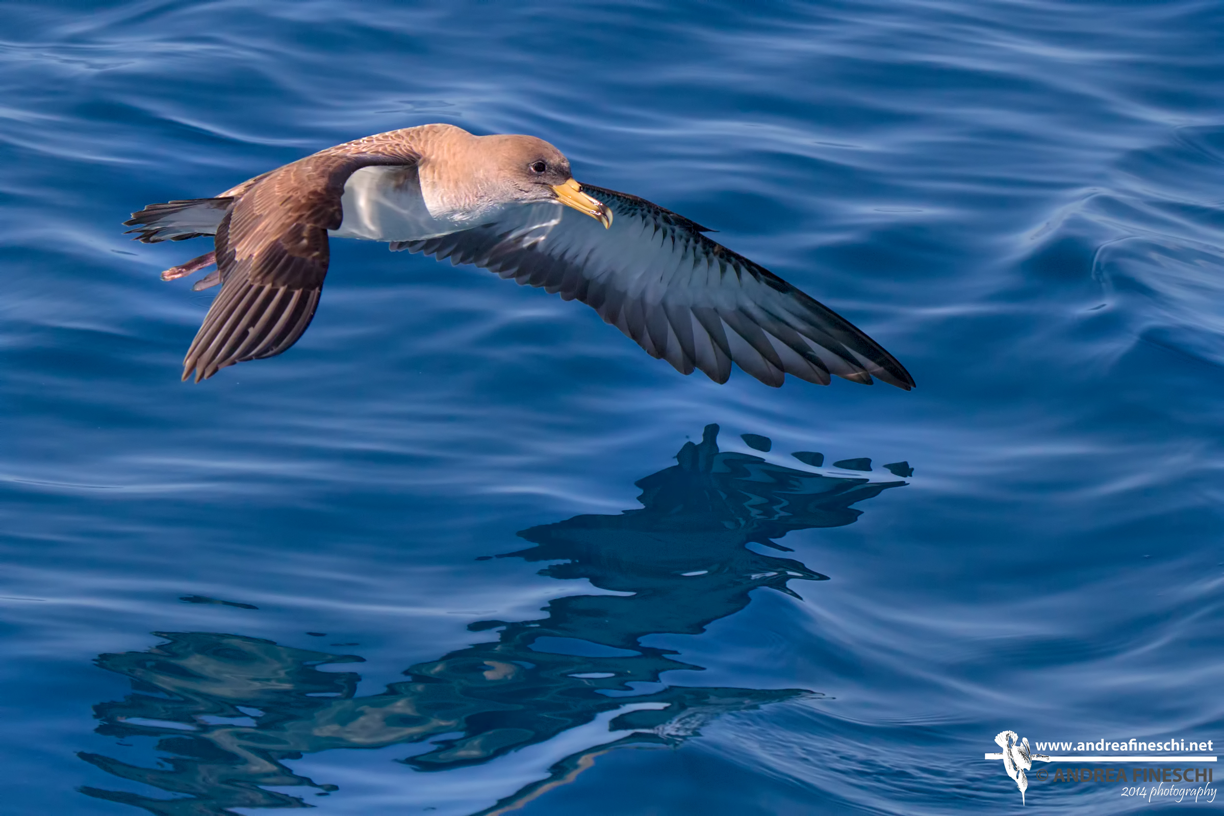 Cory's Shearwater