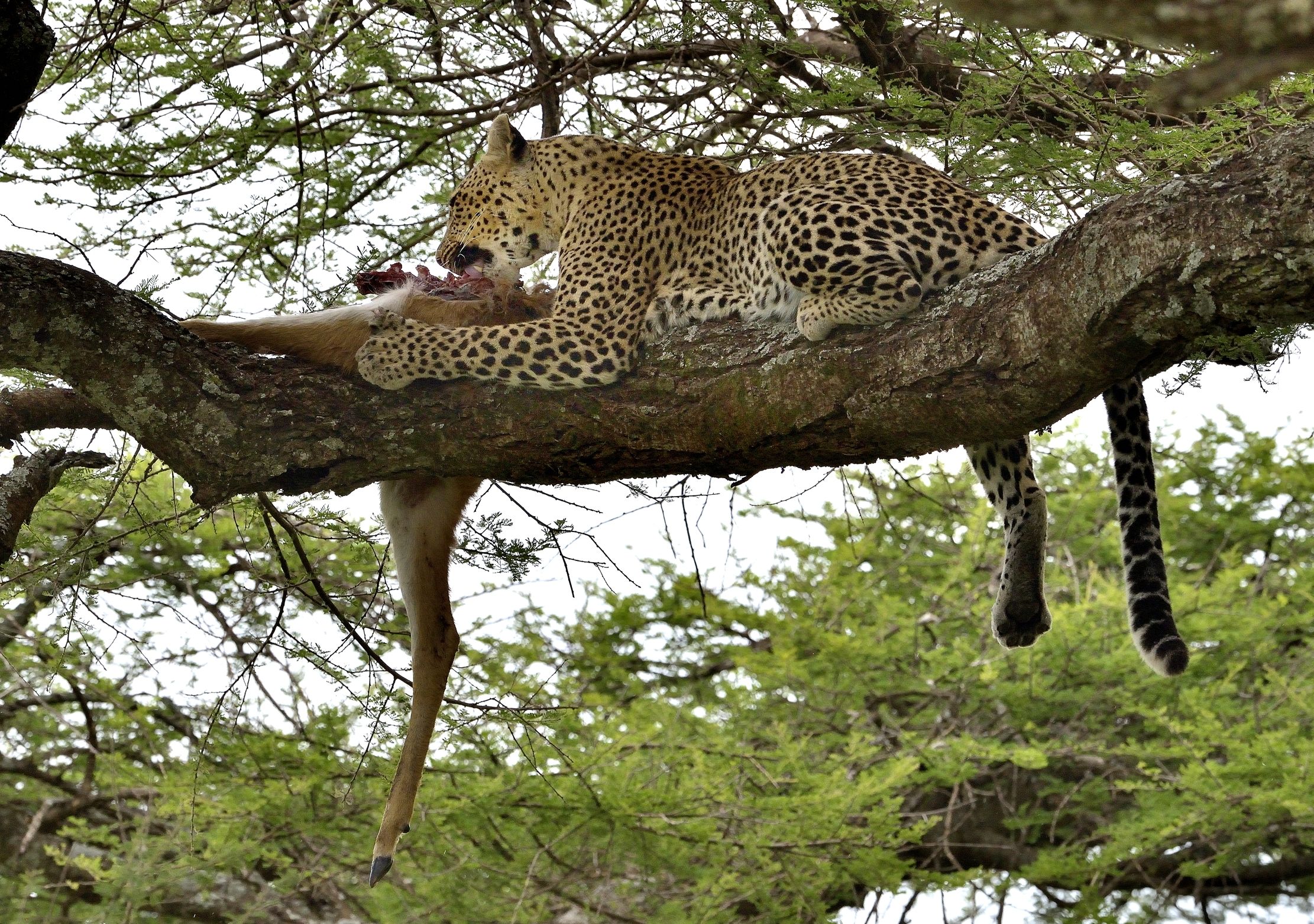 Serengheti - Leopardo