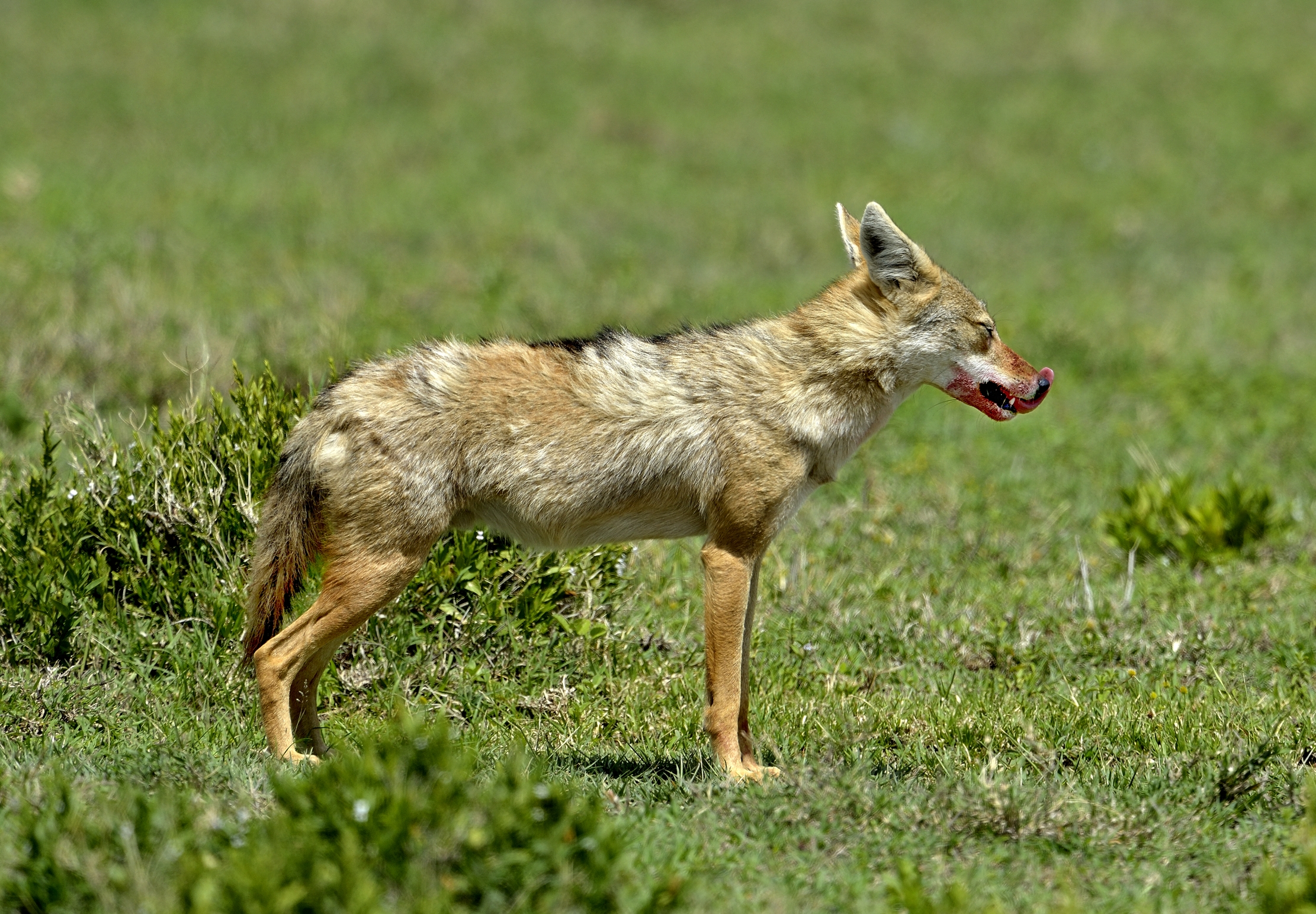 Serengheti - Sciacallo dorato