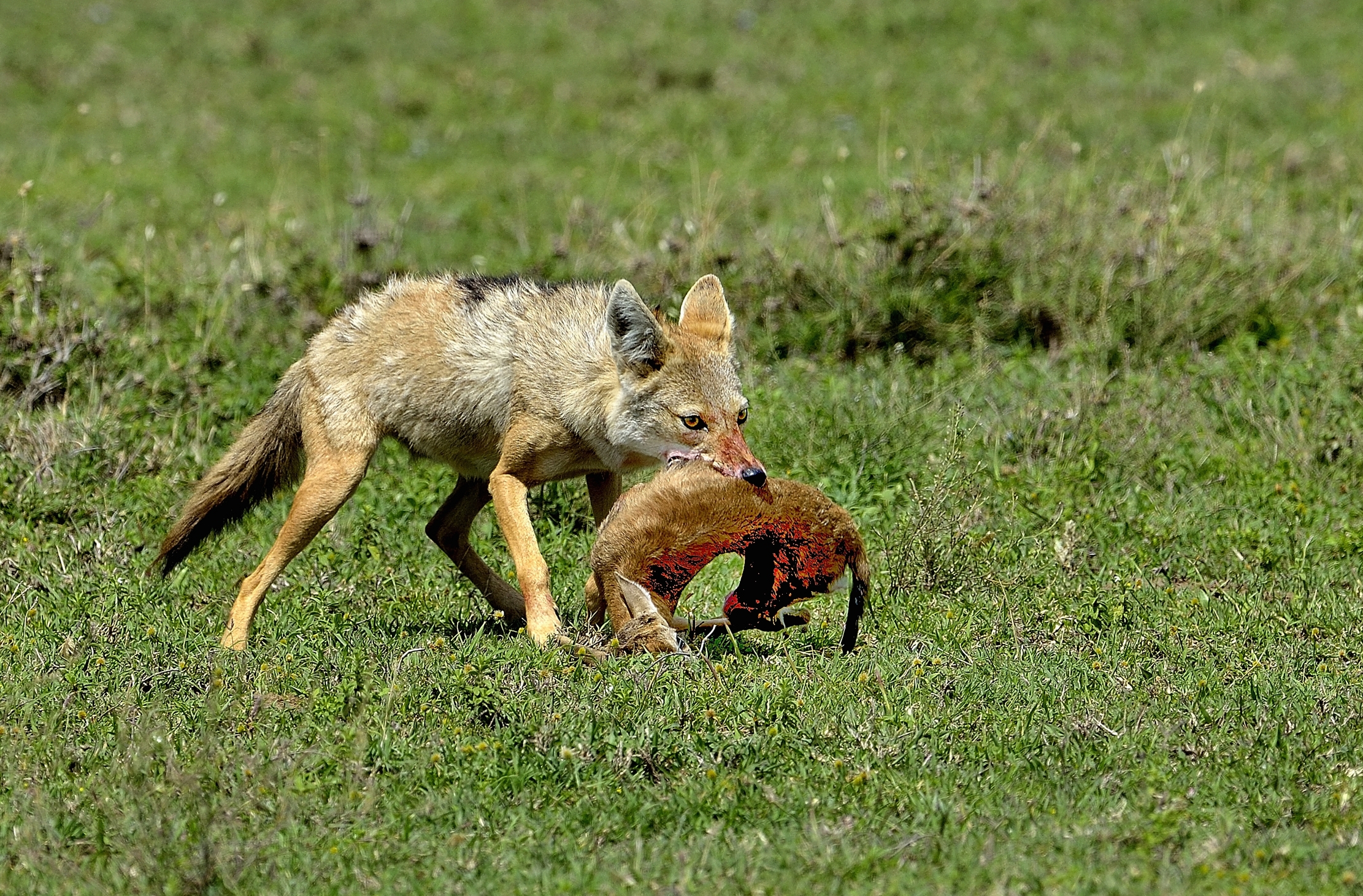 Serengheti - Sciacallo dorato con preda