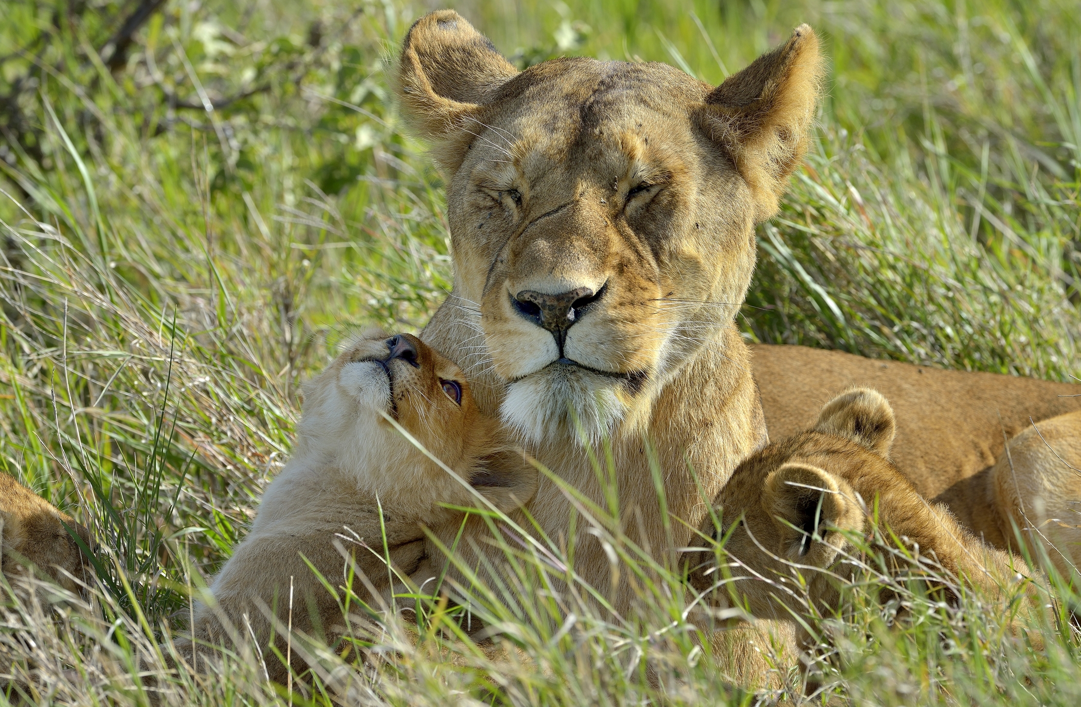 Serengheti - Sguardi