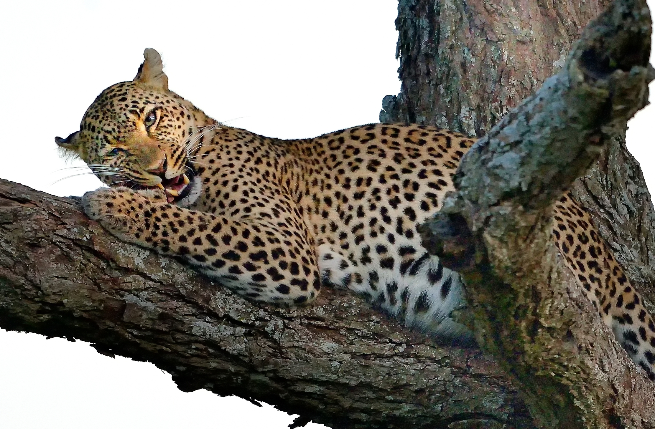 Serengheti - Leopardo con preda