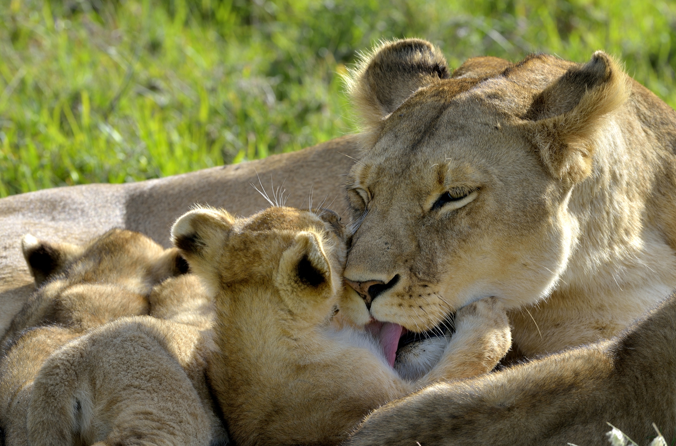 Serengheti - Efusioni