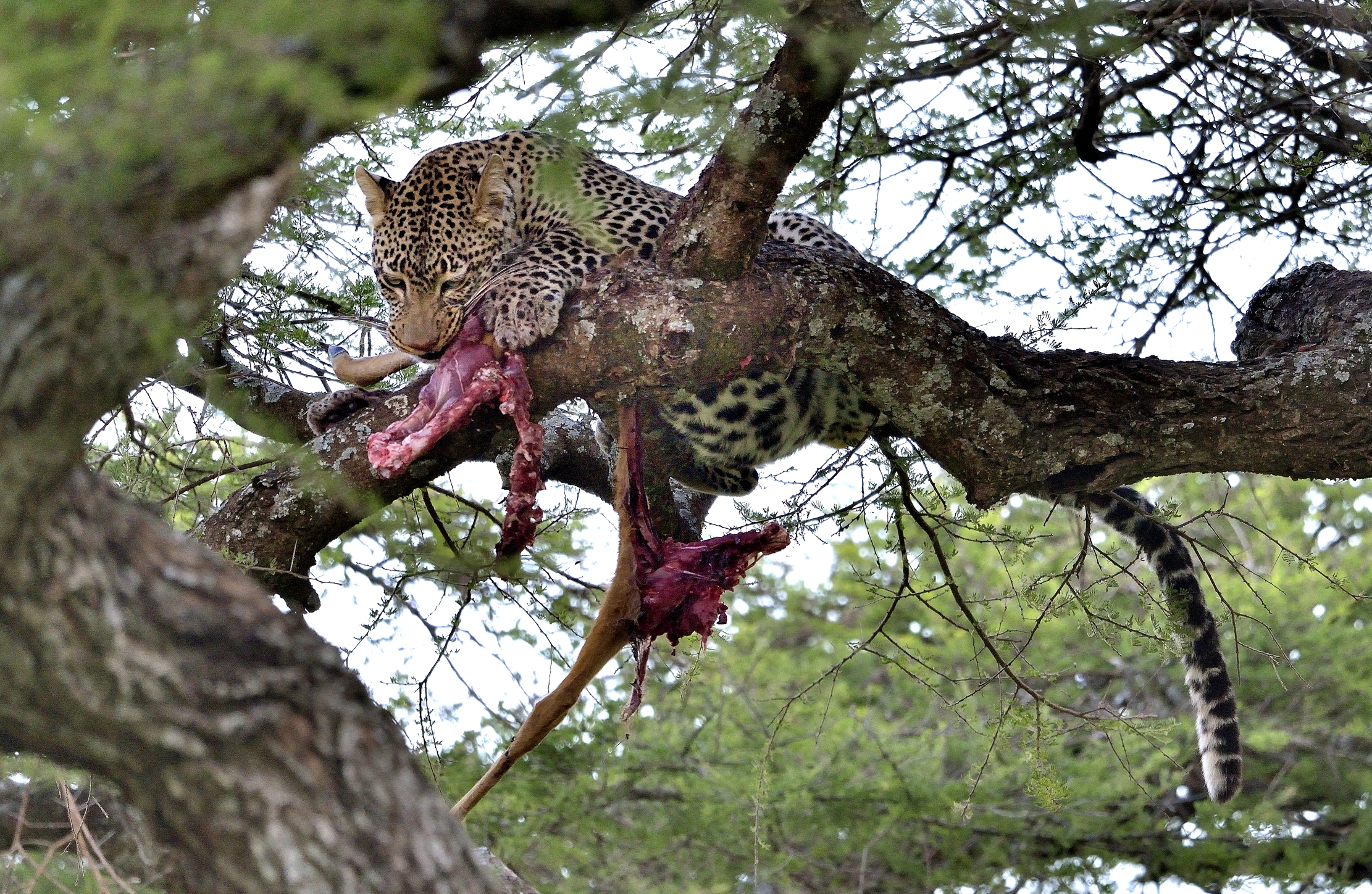 Serengheti - Leopardo con preda