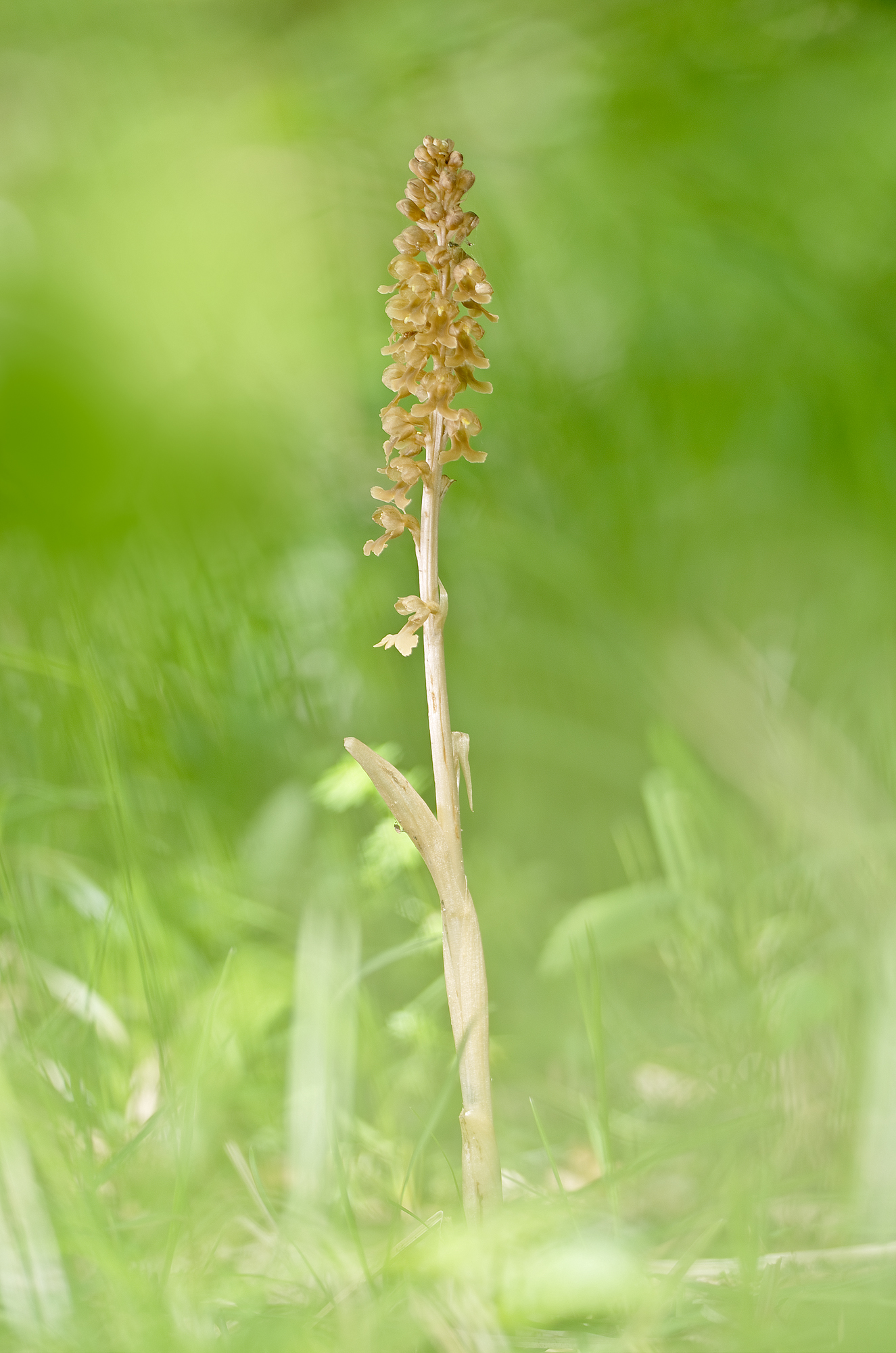 Neottia nidus-avis (l.) Rich., 1817 - Orchidaceae