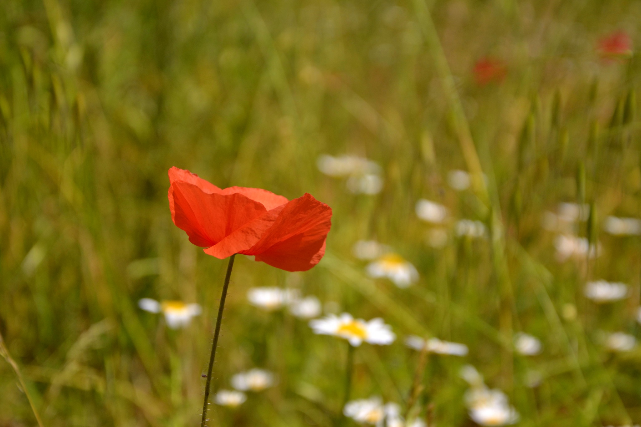 Nelle campagne di Anghiari