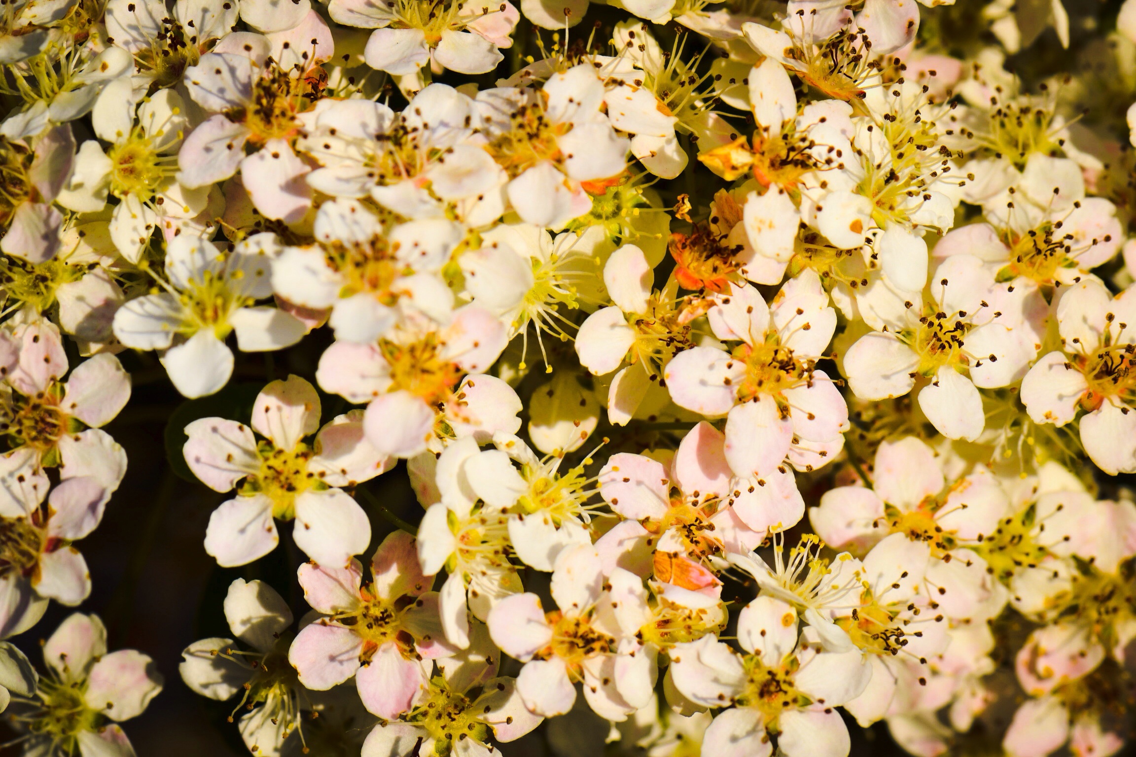 Nelle campagne di Anghiari