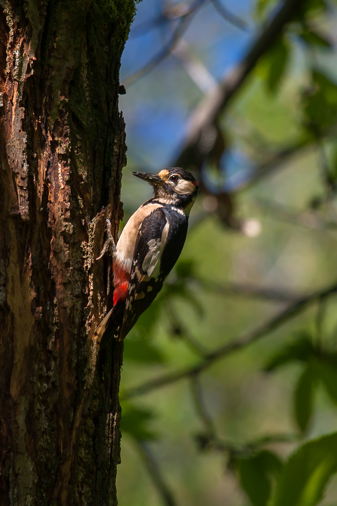 woodpecker male