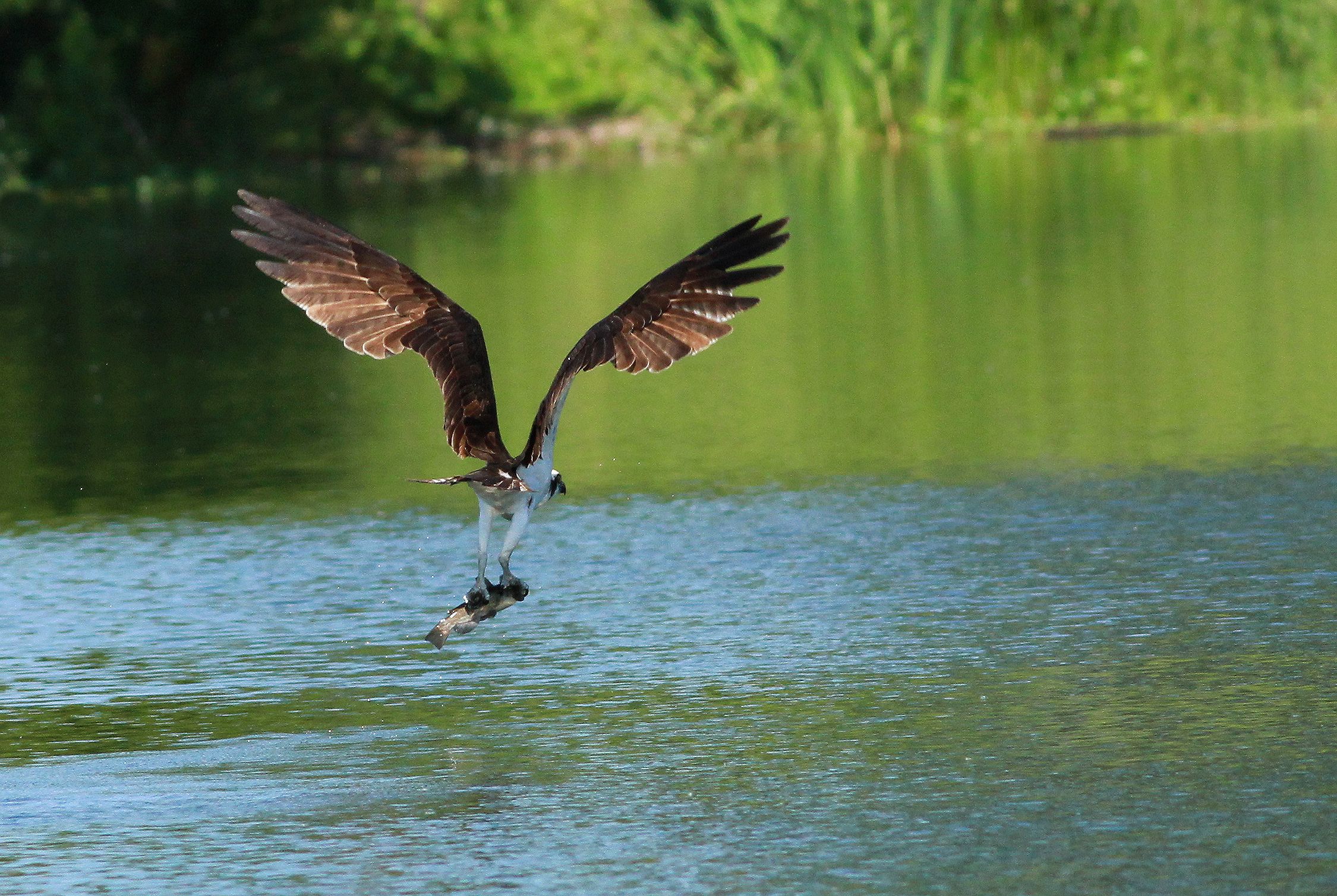 Got What He 'Prey'd' For