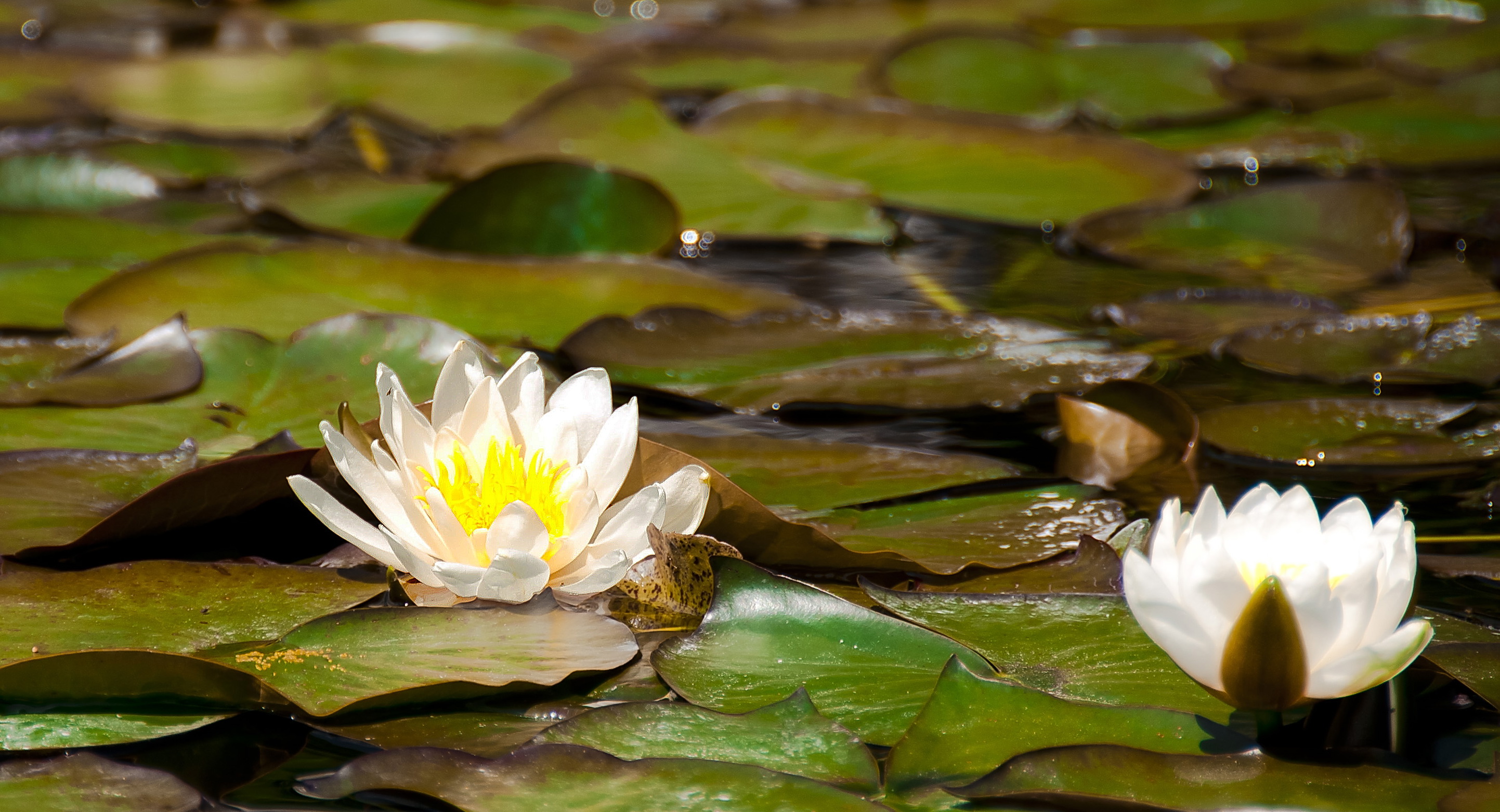 waterlily