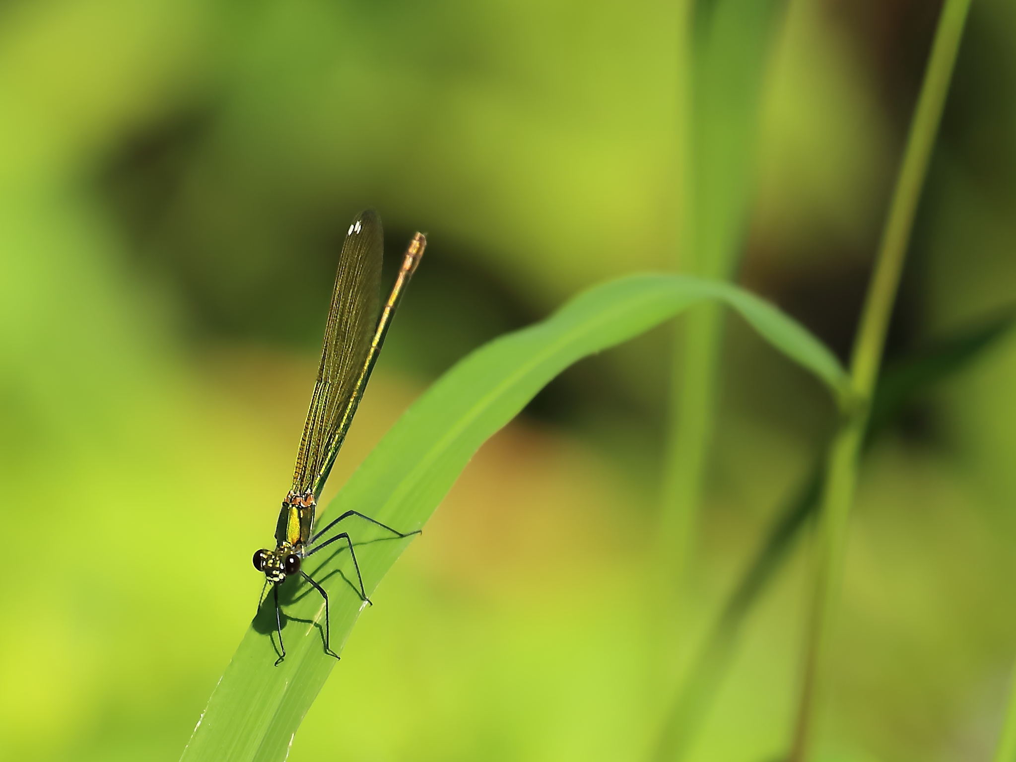 Piccolissima Libellula
