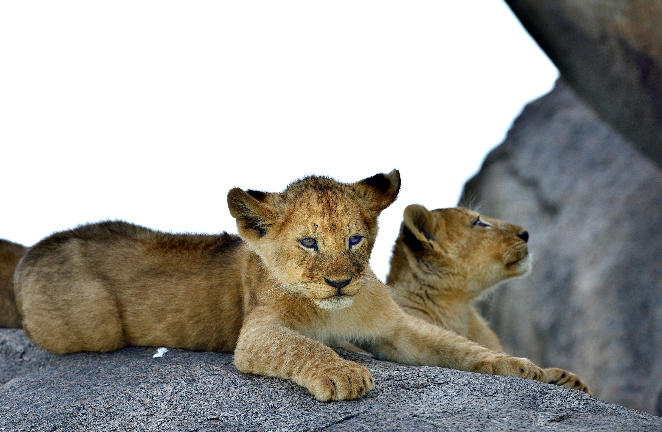 Serenheti - Leoncini