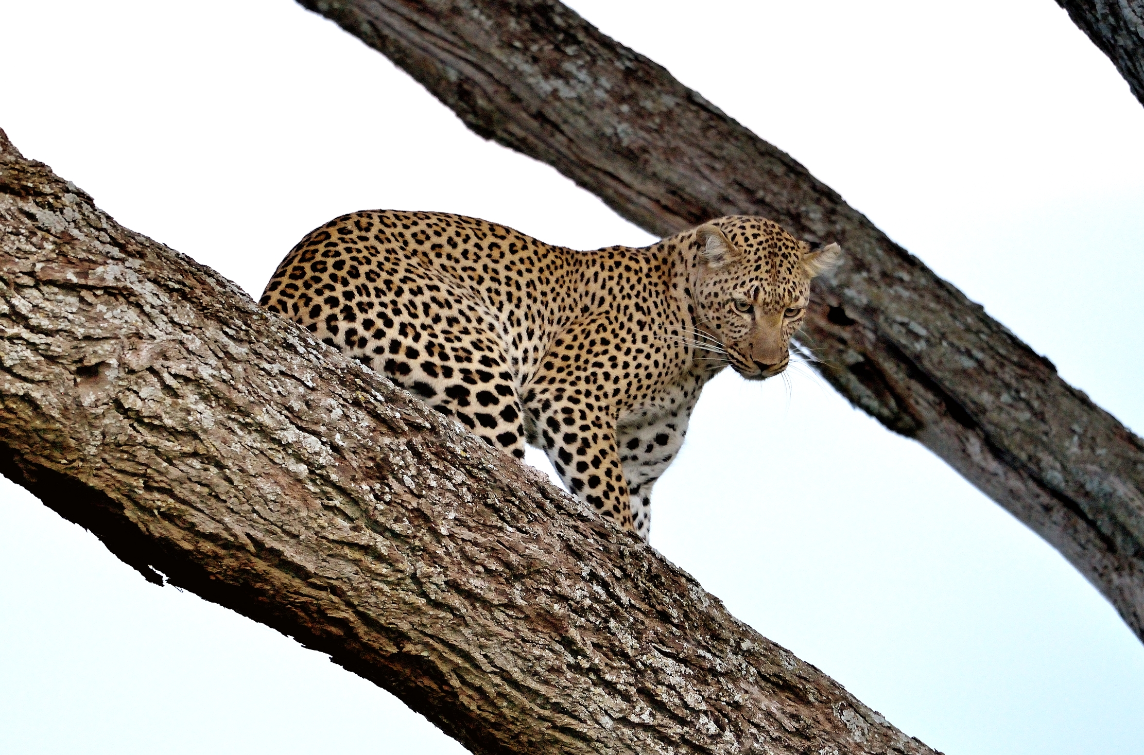 Serengeti - leopardo