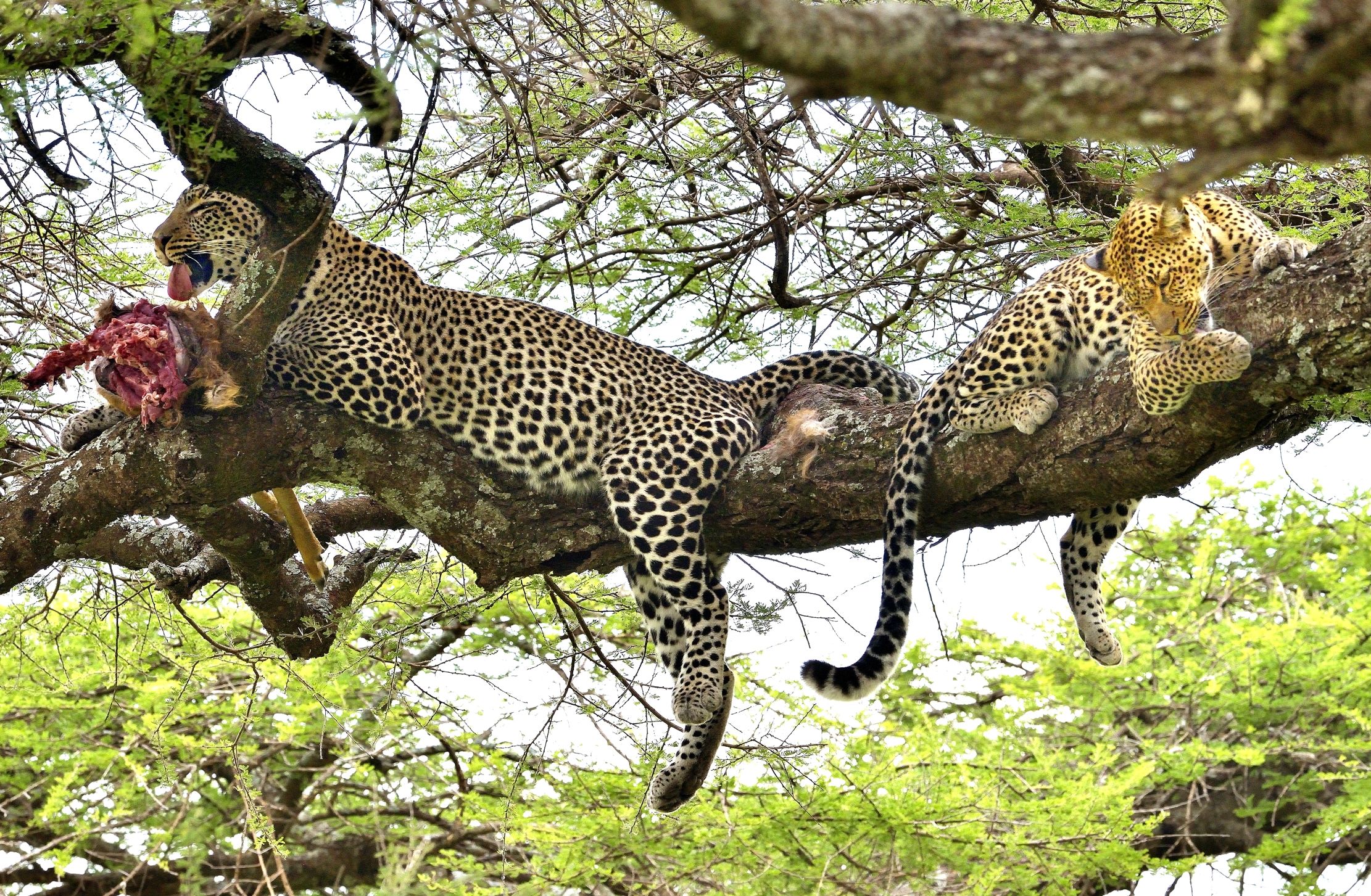 Serengeti - leopardi con preda
