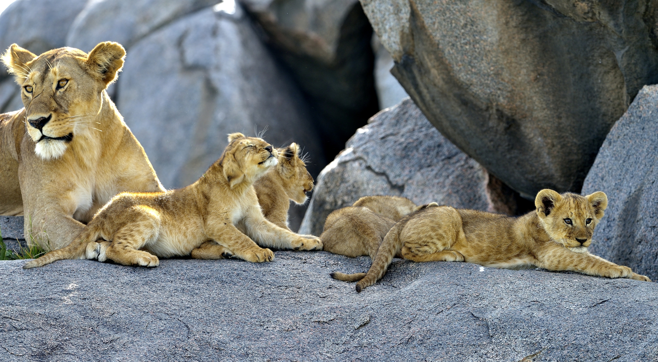 Serenheti - Leoncini con leonessa
