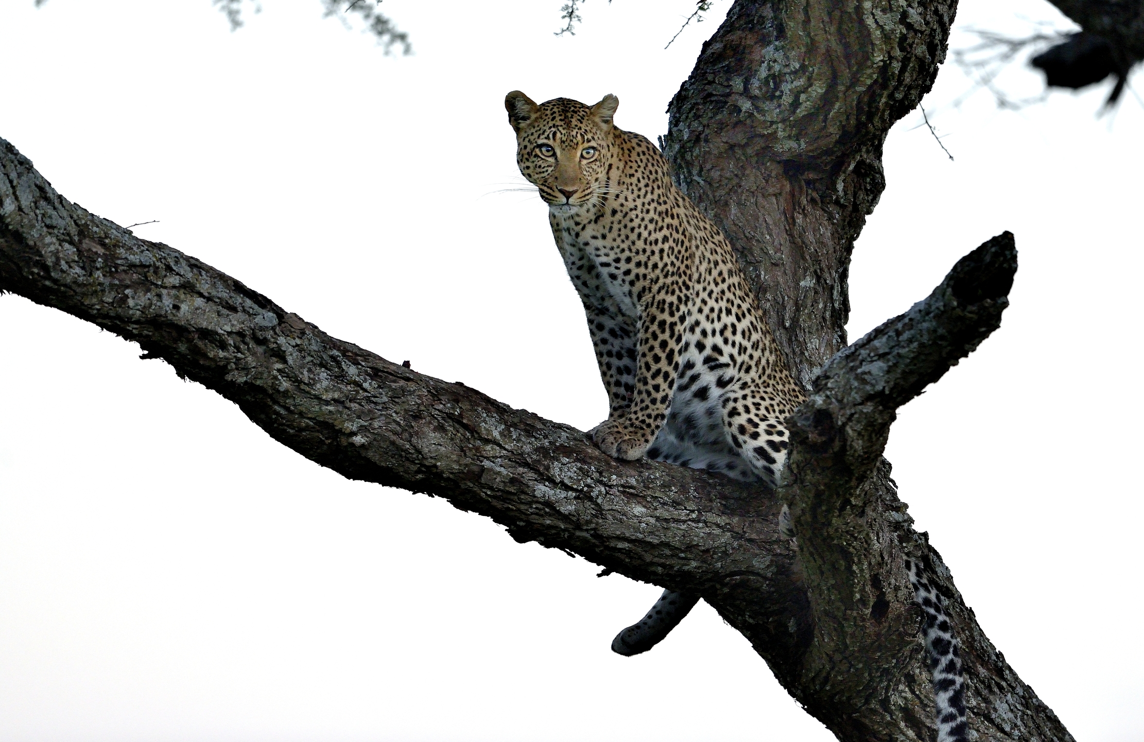 Serengeti - leopardo