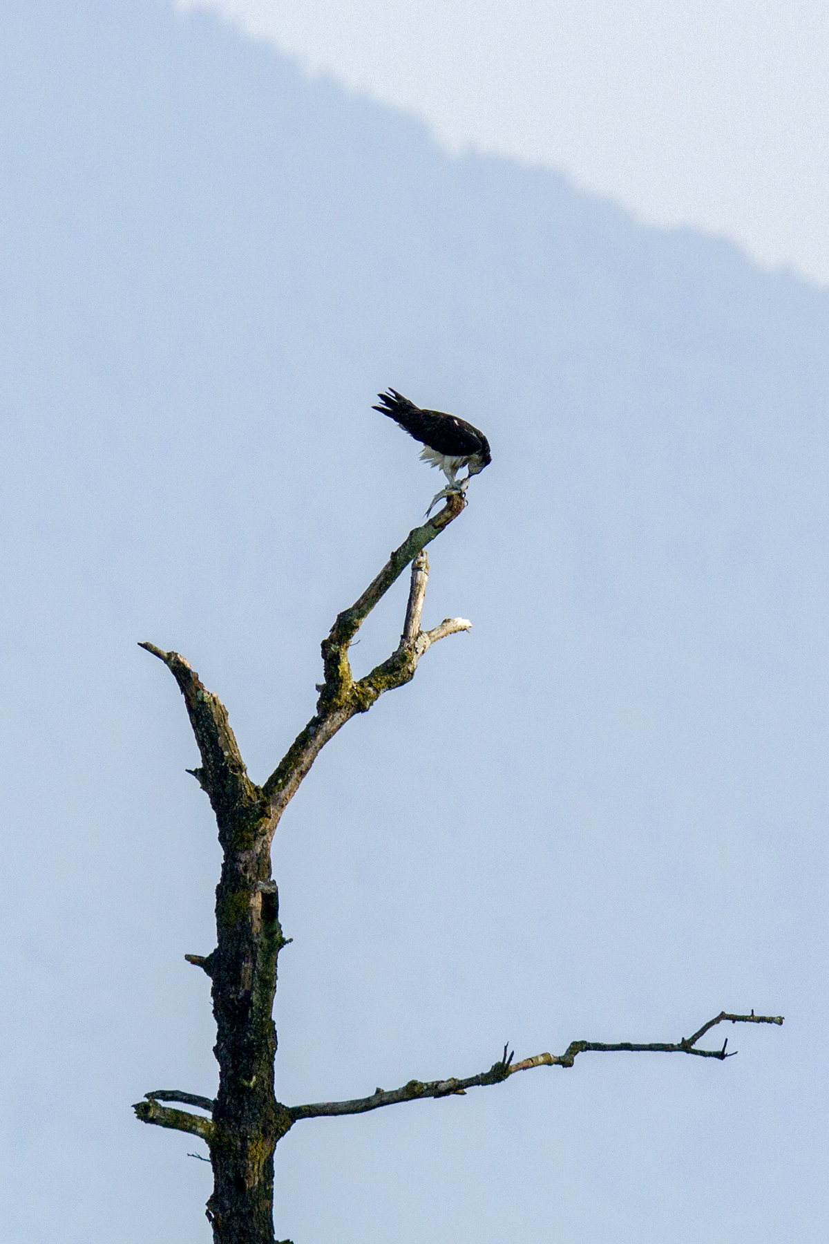 osprey with prey