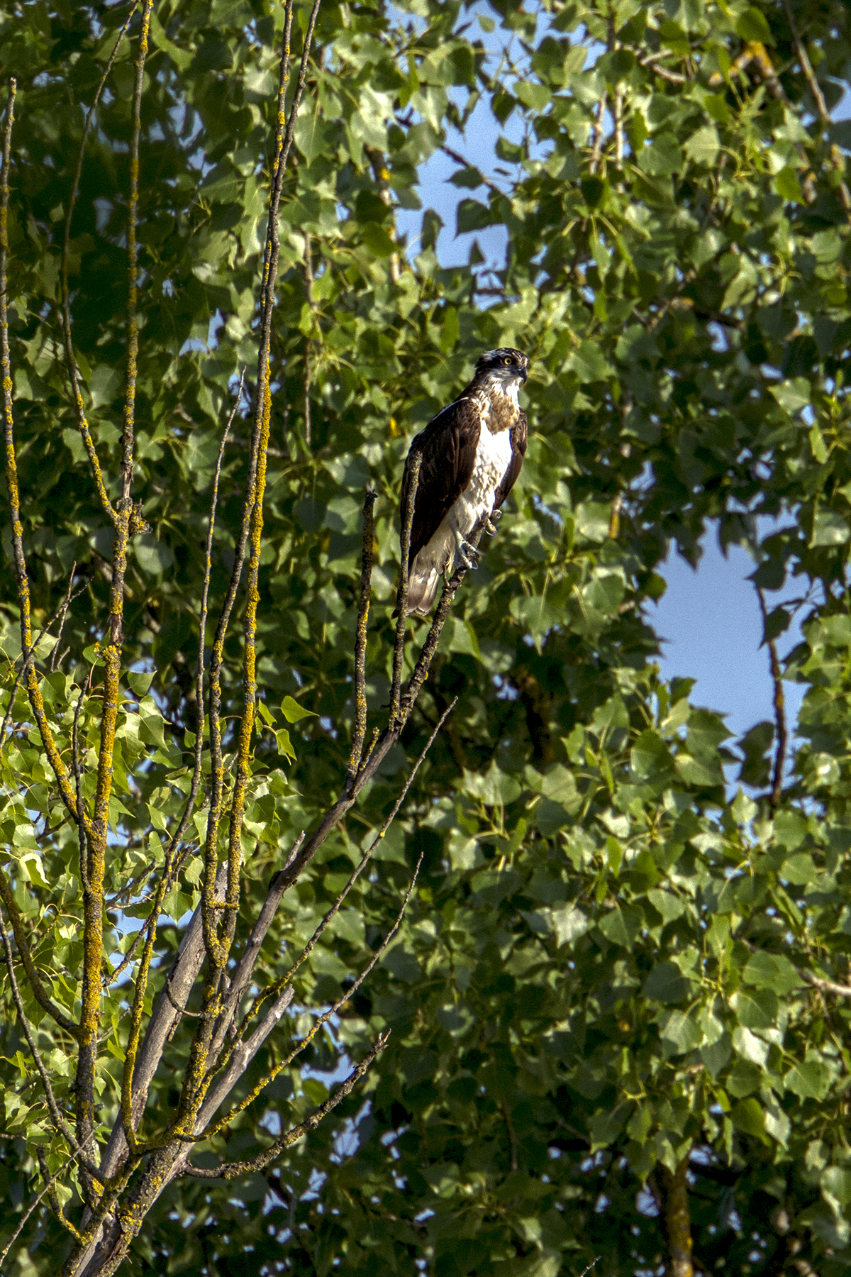 osprey
