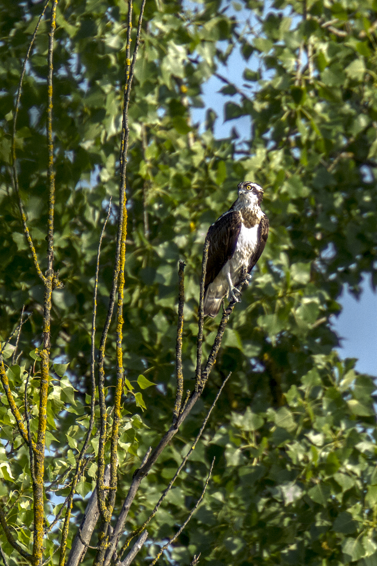 osprey