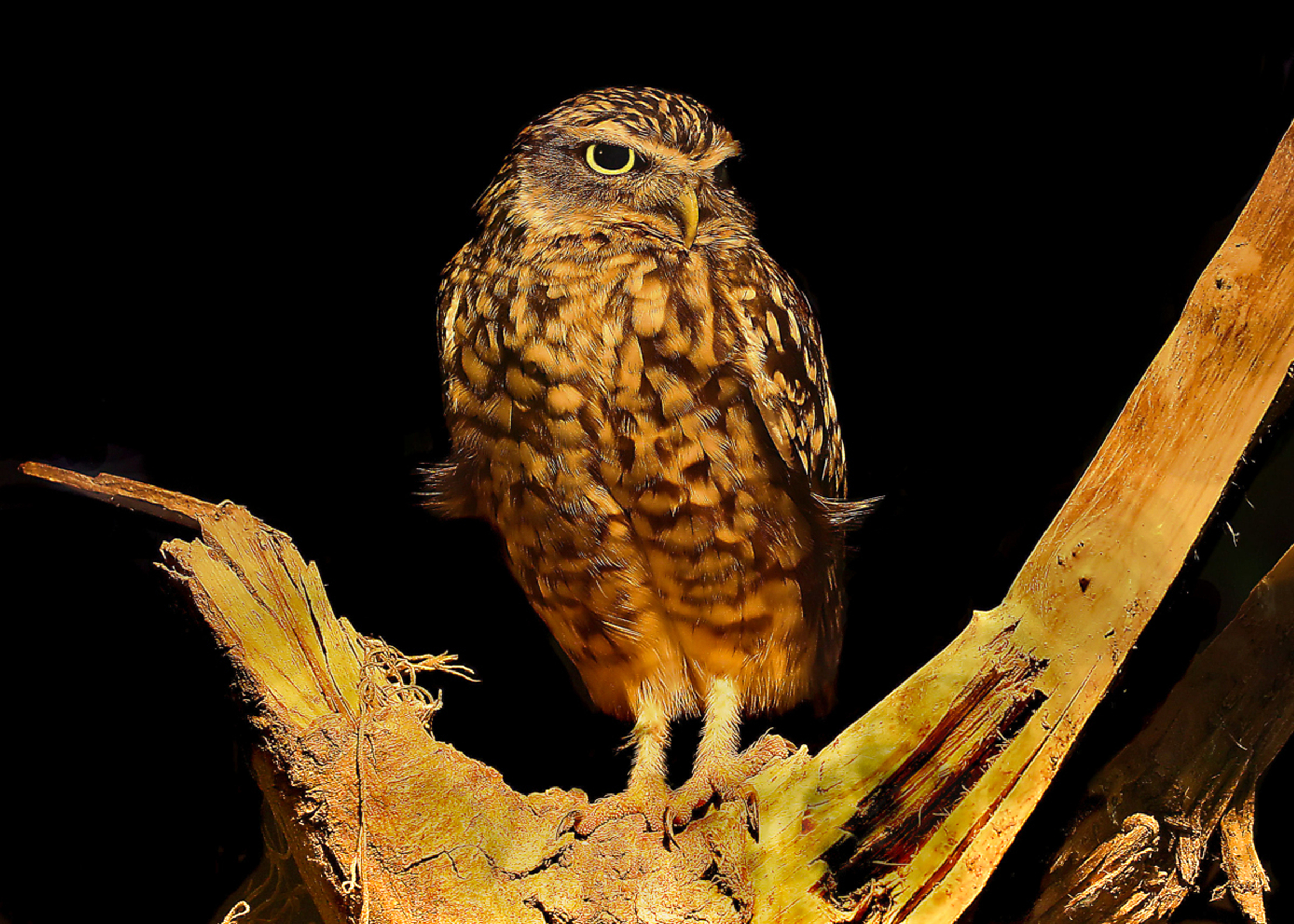 beacons in the night