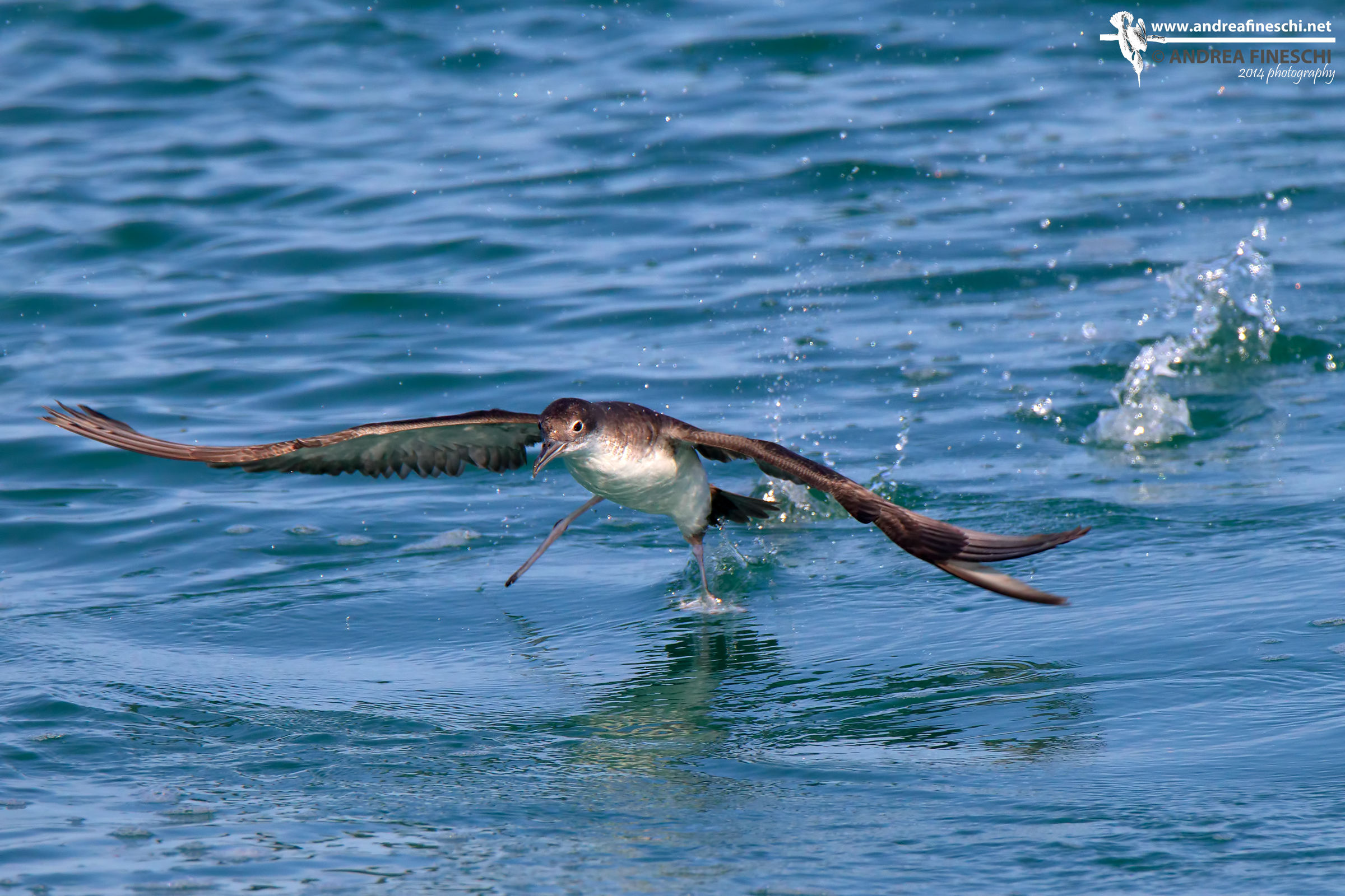 The race of the Manx shearwater