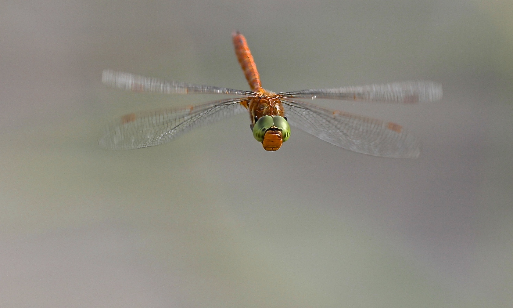 Dragonfly