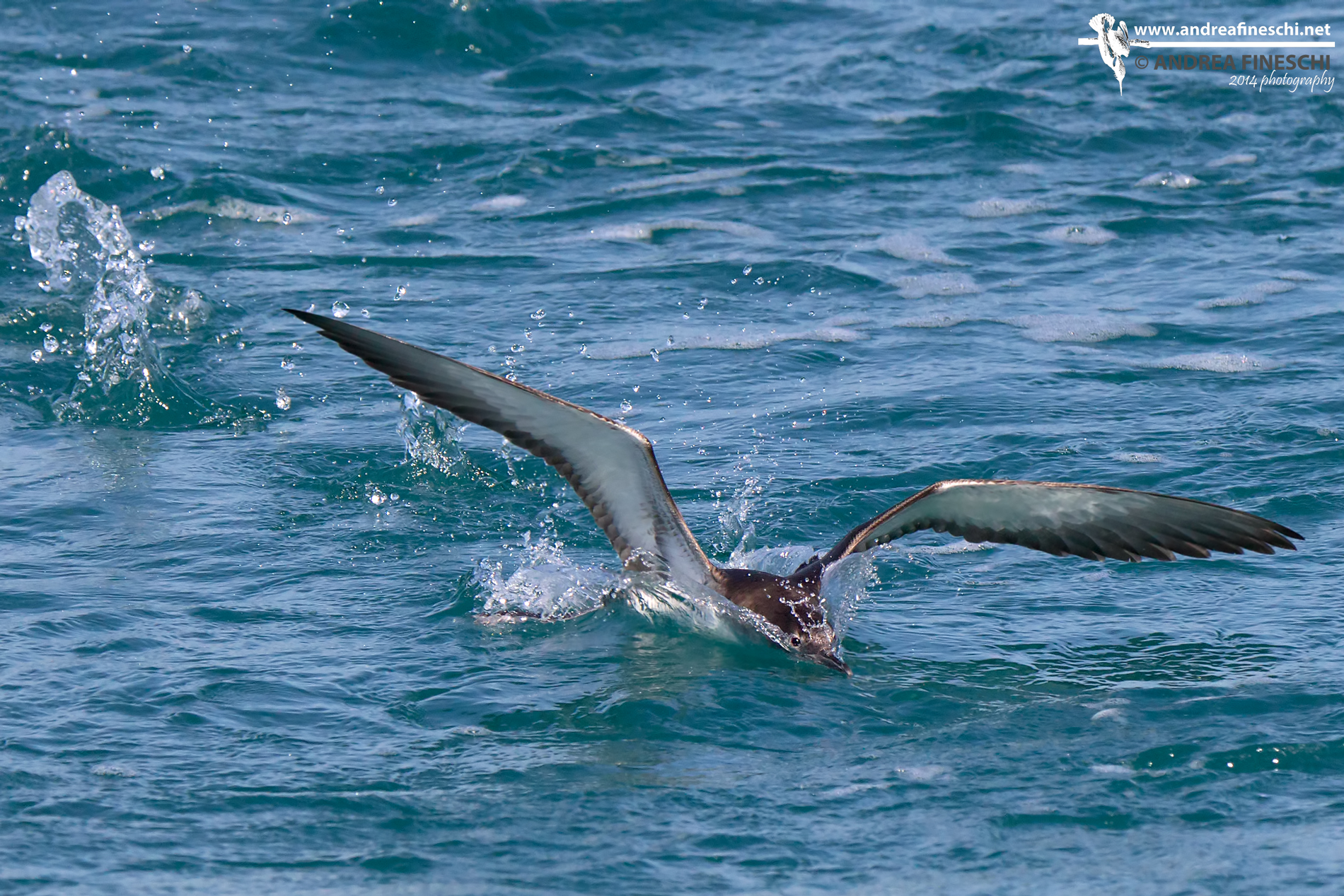 The Manx shearwater enters the water