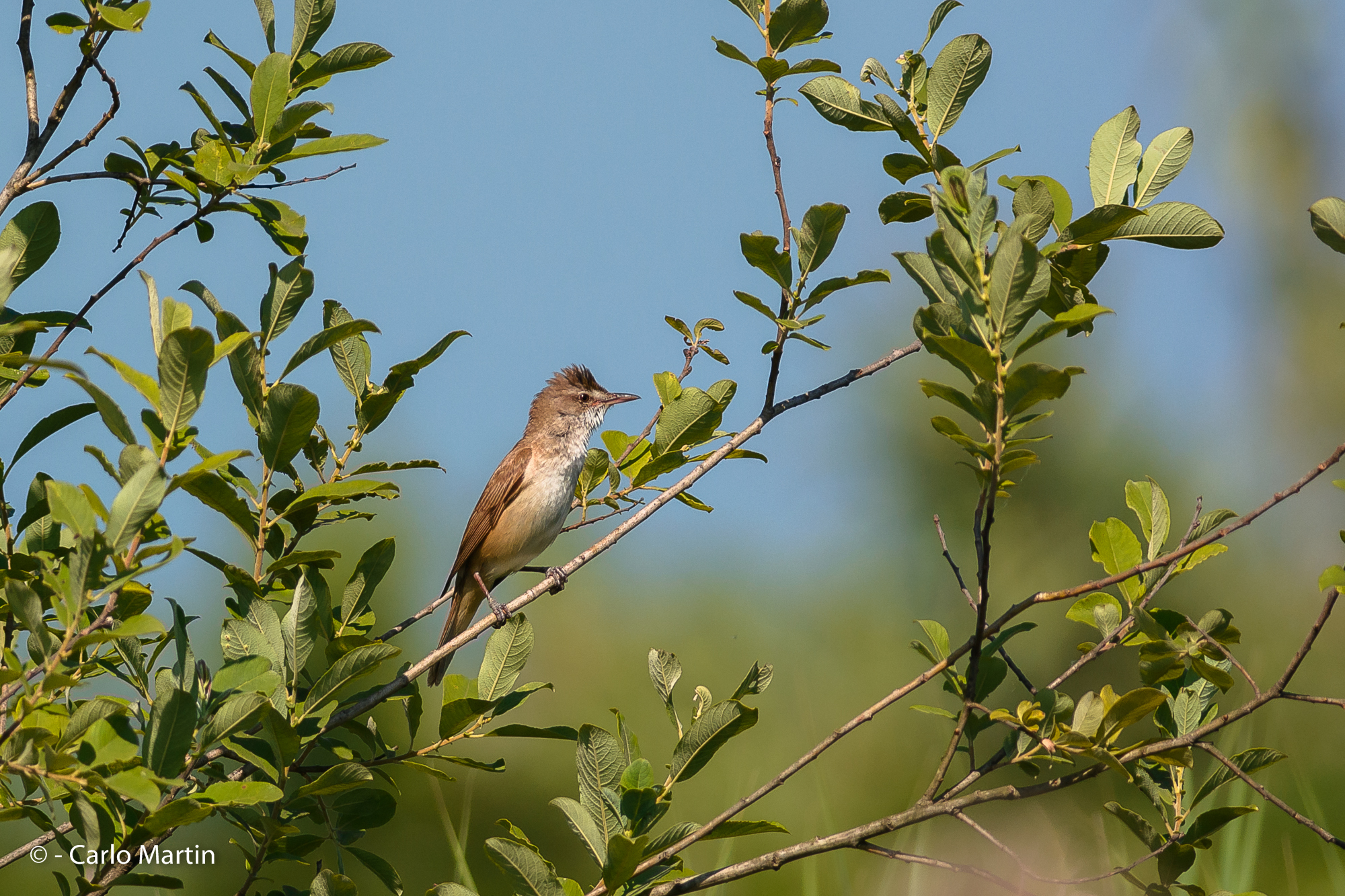 Cannareccione o cannaiola?