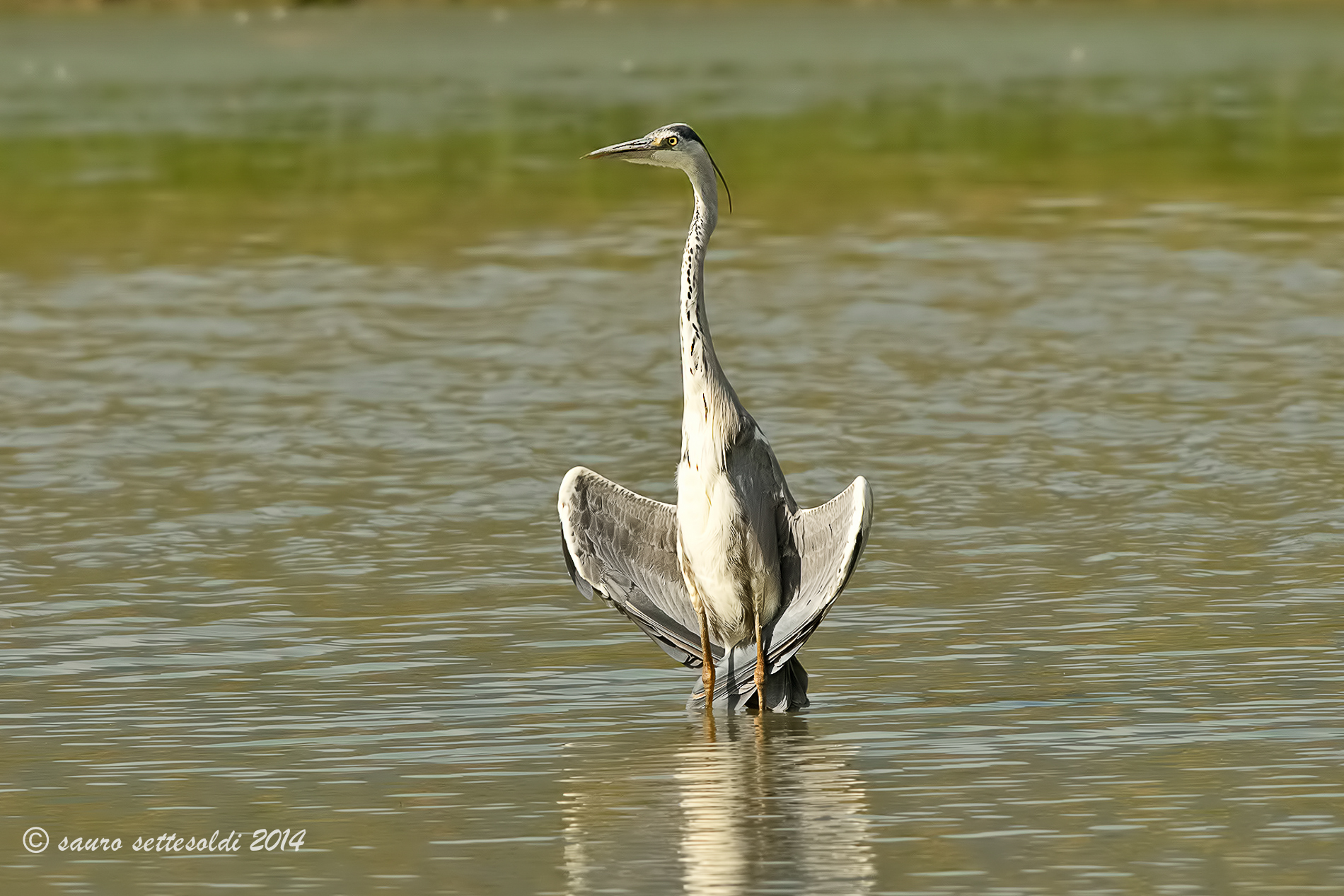 comodamente in poltrona !!