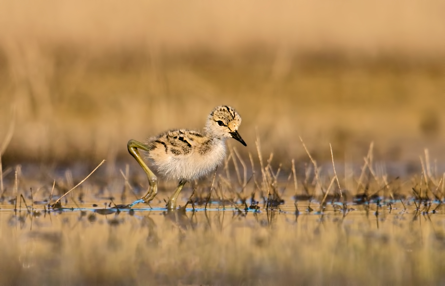 Pullo  di cavaliere d'italia