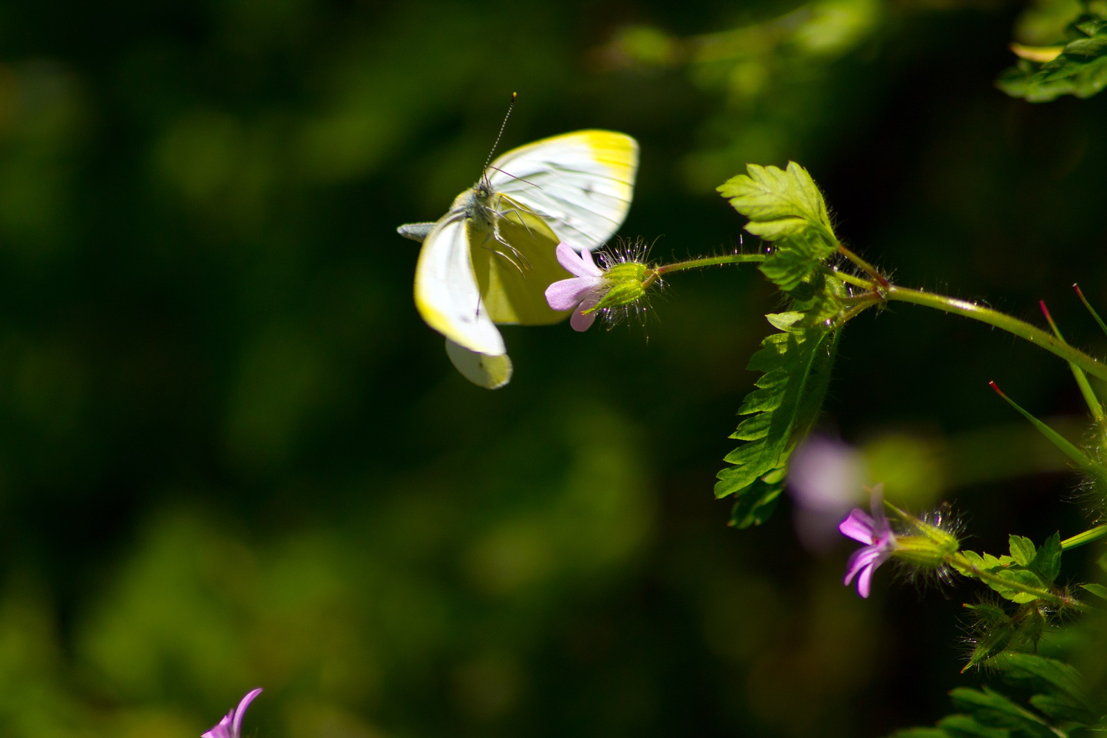 Graceful flutter of wings