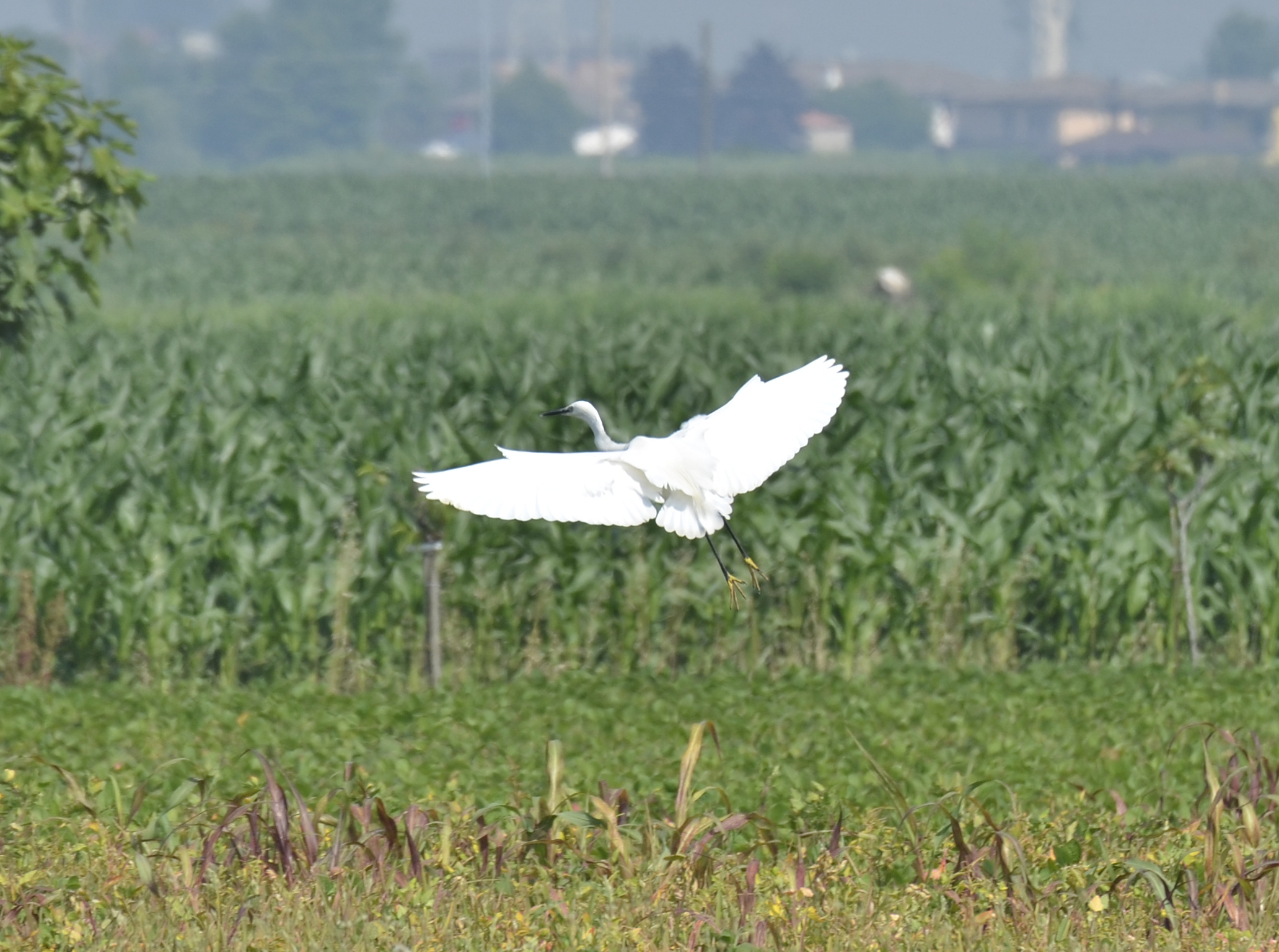 Egretta Alba (airone bianco)