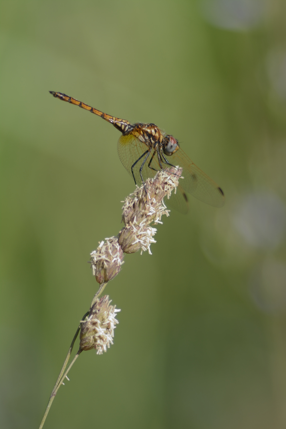 Libellula
