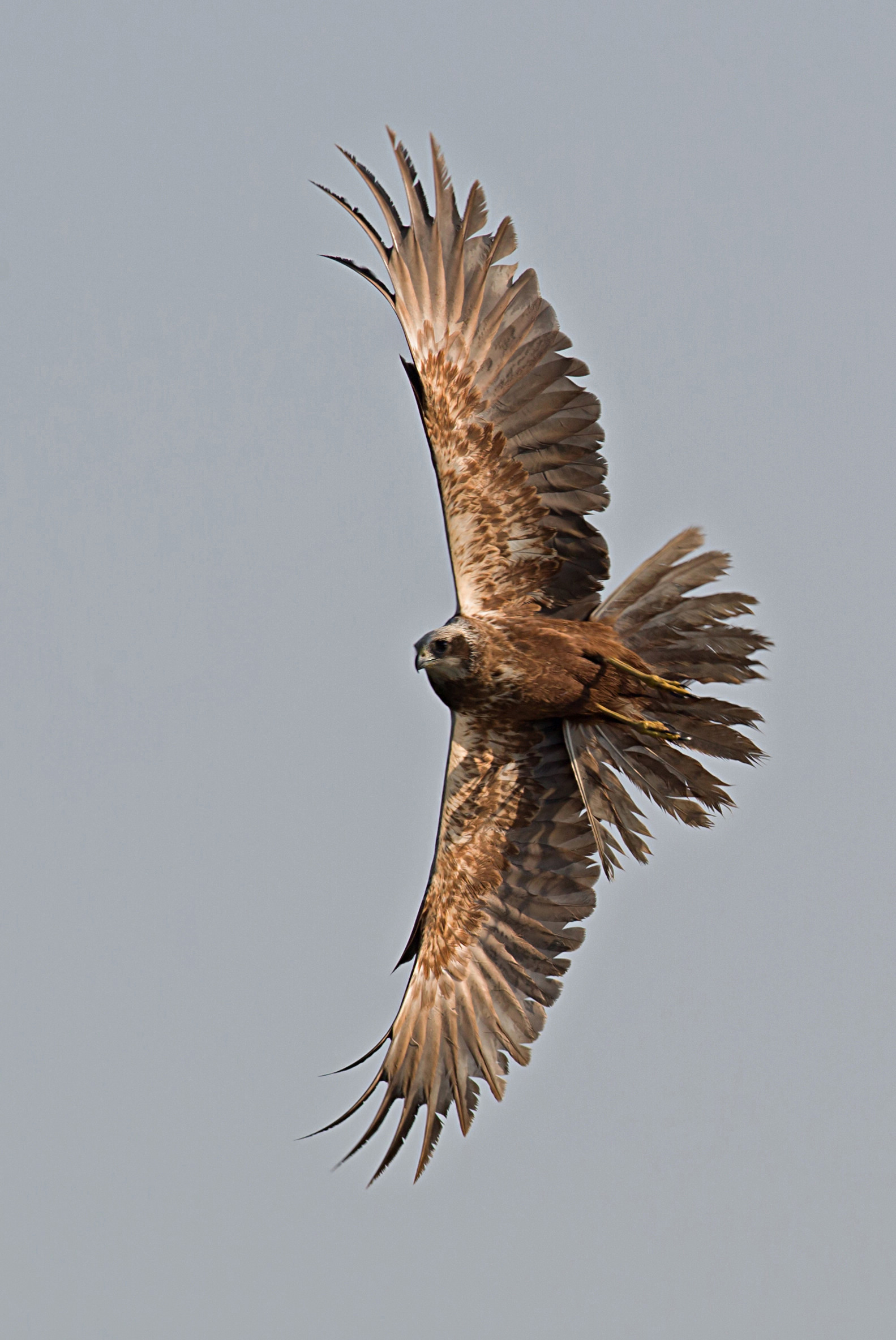 Marsh Harrier in turn