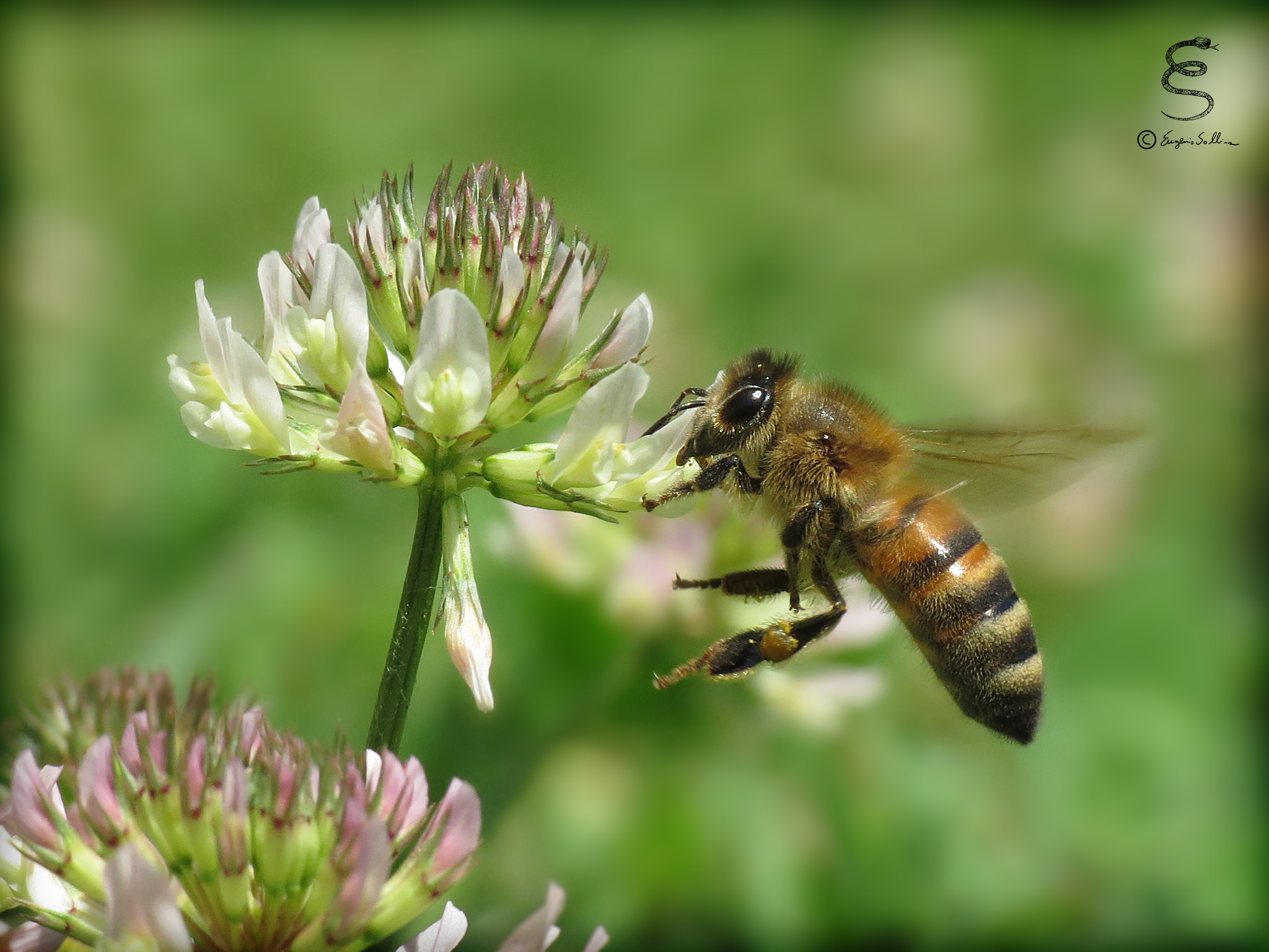 Bee in flight