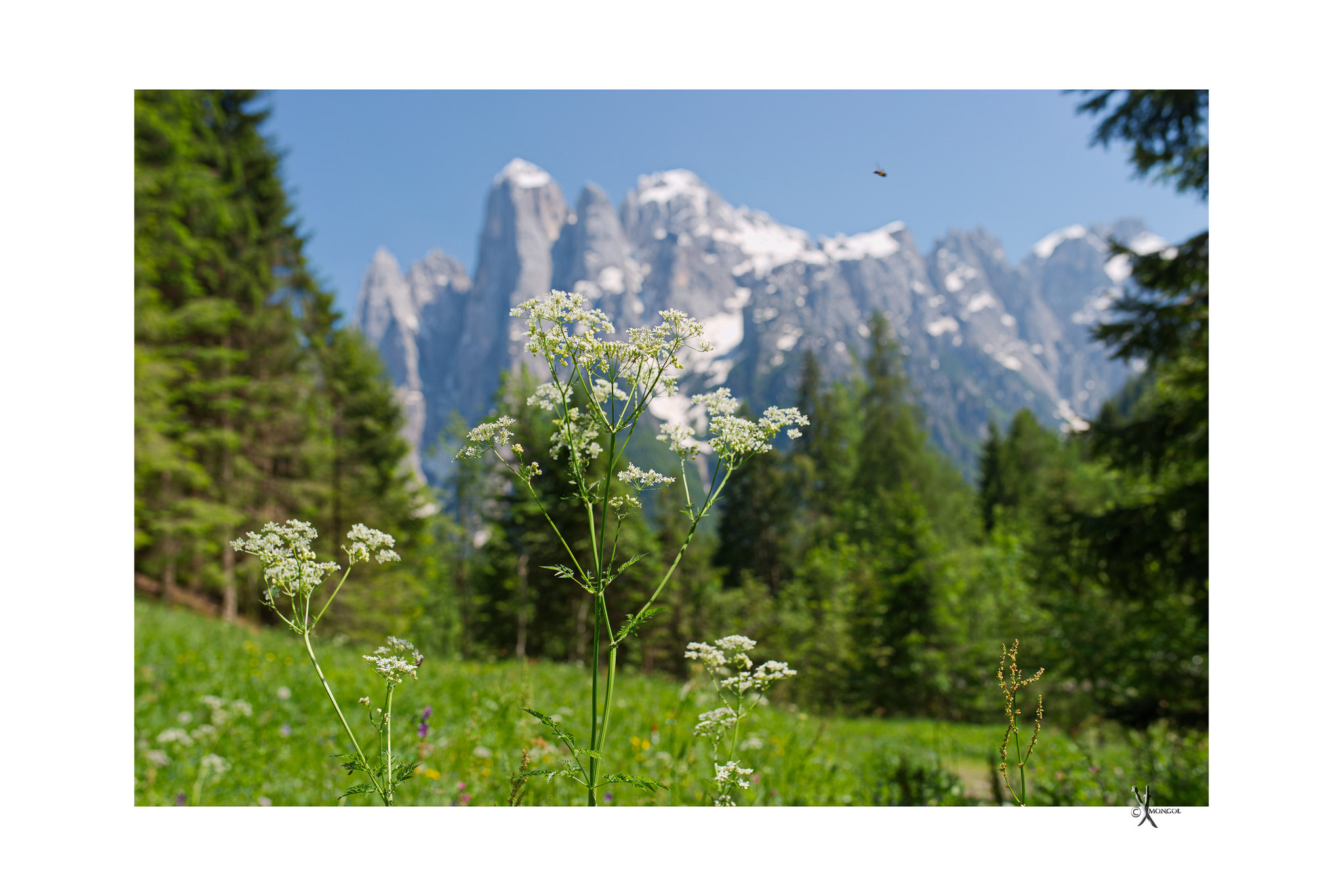 Ape su fiore davanti all'Agner