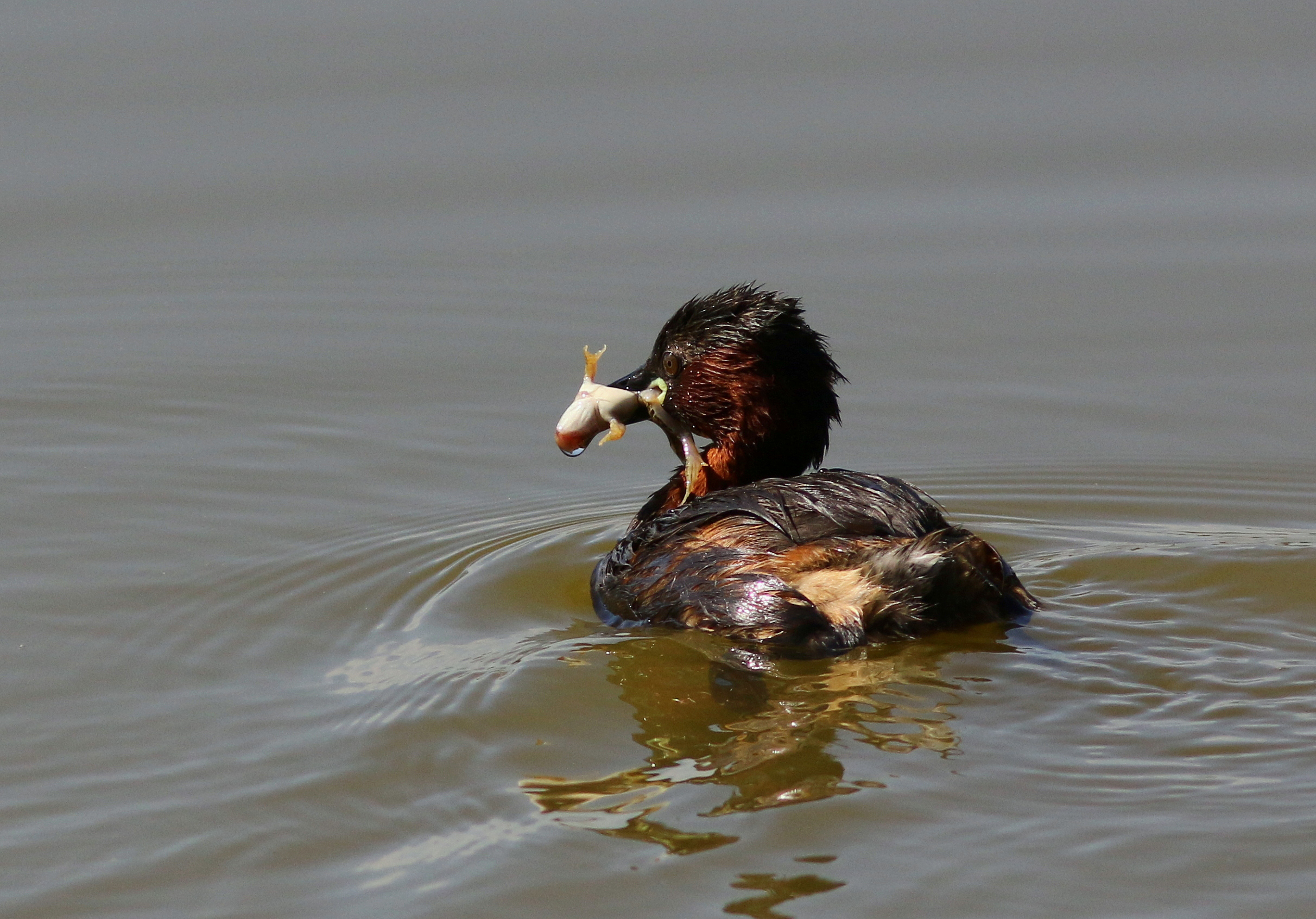 Diet amphibious ......