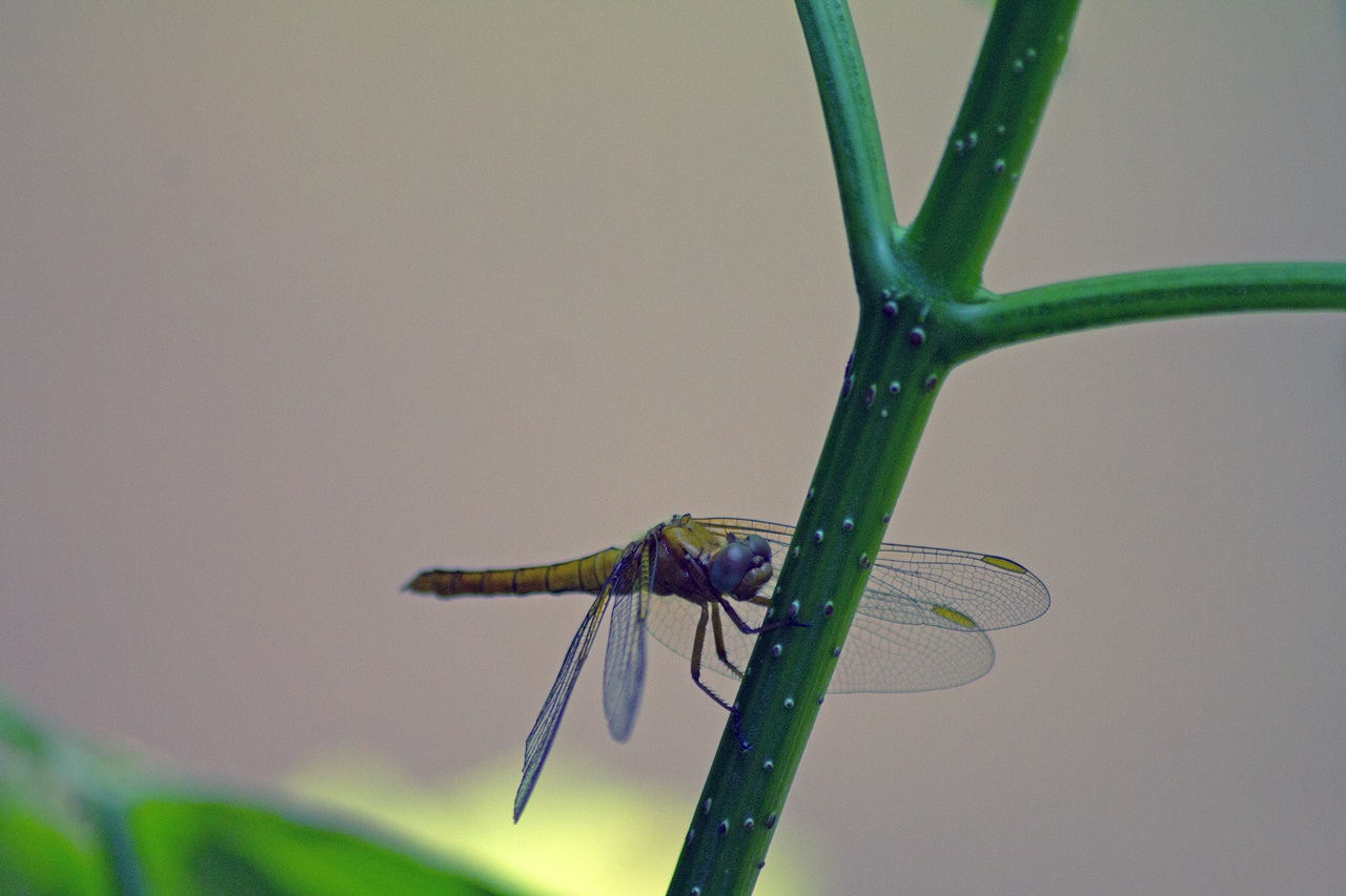 Dragonfly