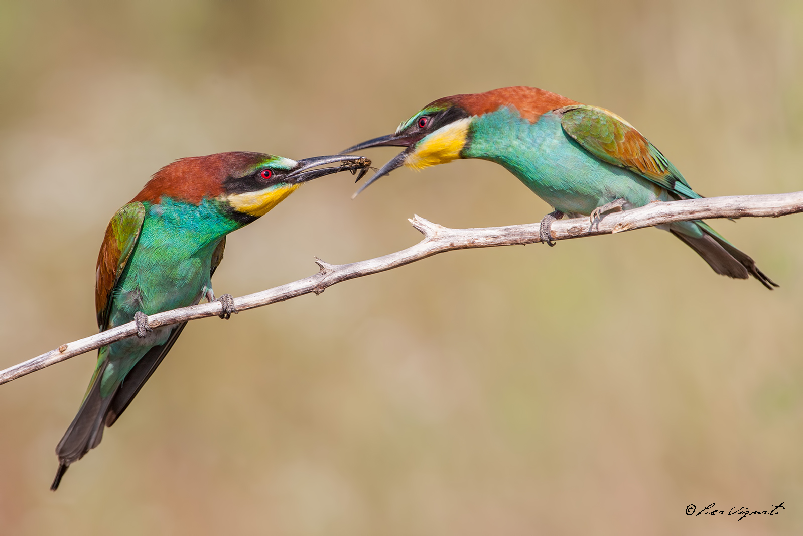 the exchange of love